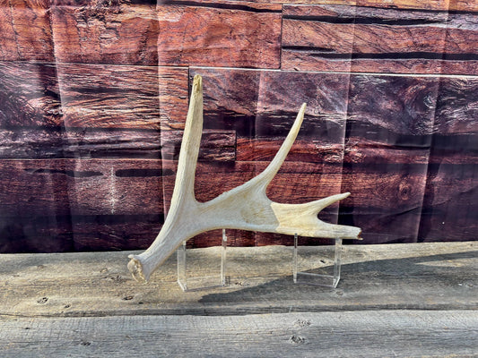 Bull Moose Antler. For crafting, decor and more