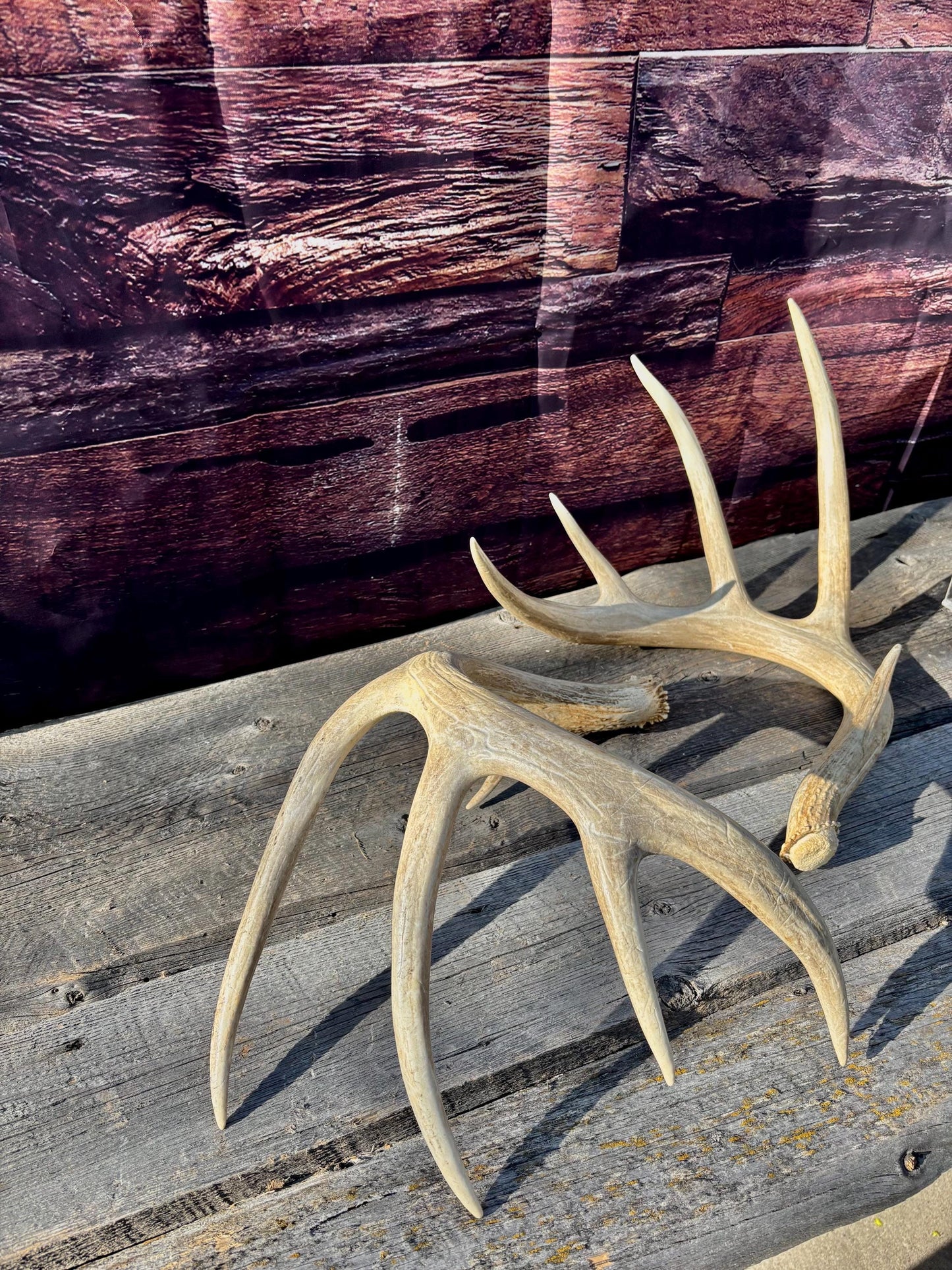 4 Deer Antlers - 2 Matched Sets From the Same Deer. Insane Mass. Super Heavy Whitetailed deer