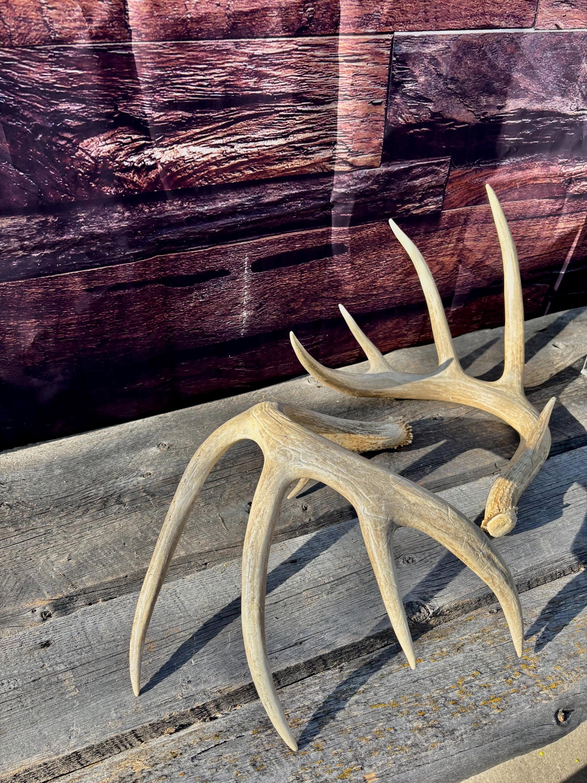 4 Deer Antlers - 2 Matched Sets From the Same Deer. Insane Mass. Super Heavy Whitetailed deer