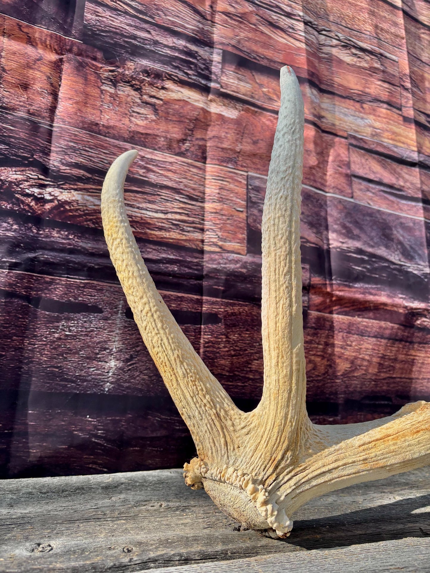 Antler from a Wild Canadian Bull Elk! Home and Cabin Decor, Crafting and Table Centerpiece.