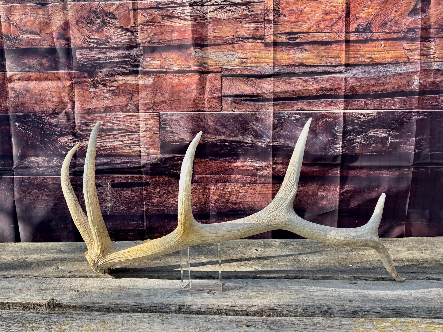 Antler from a Wild Canadian Bull Elk! Home and Cabin Decor, Crafting and Table Centerpiece.