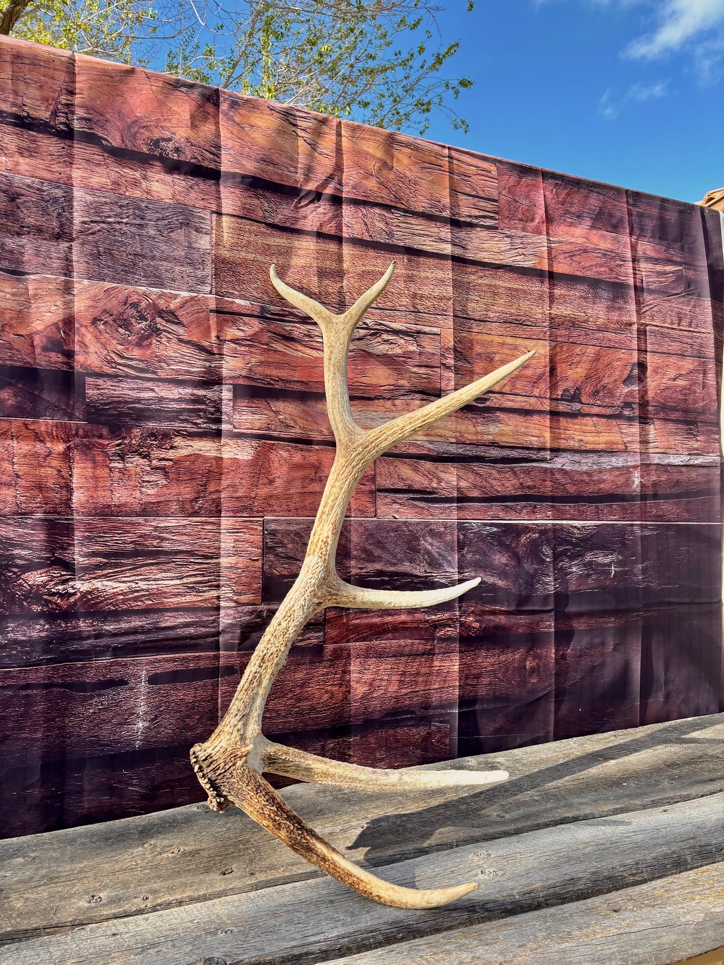 Antler from a Wild Canadian Bull Elk! Home and Cabin Decor, Crafting and Table Centerpiece.