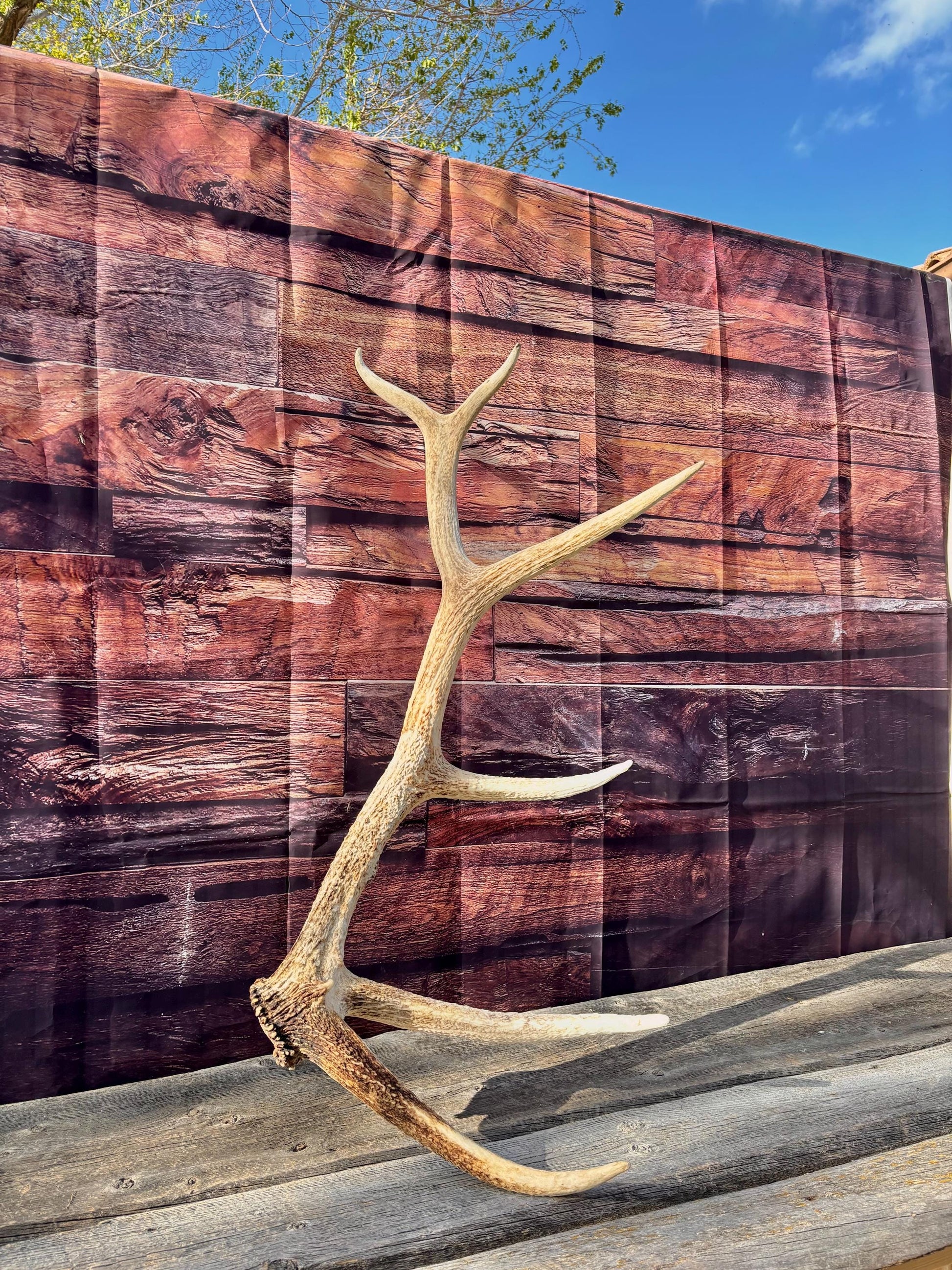 Antler from a Wild Canadian Bull Elk! Home and Cabin Decor, Crafting and Table Centerpiece.