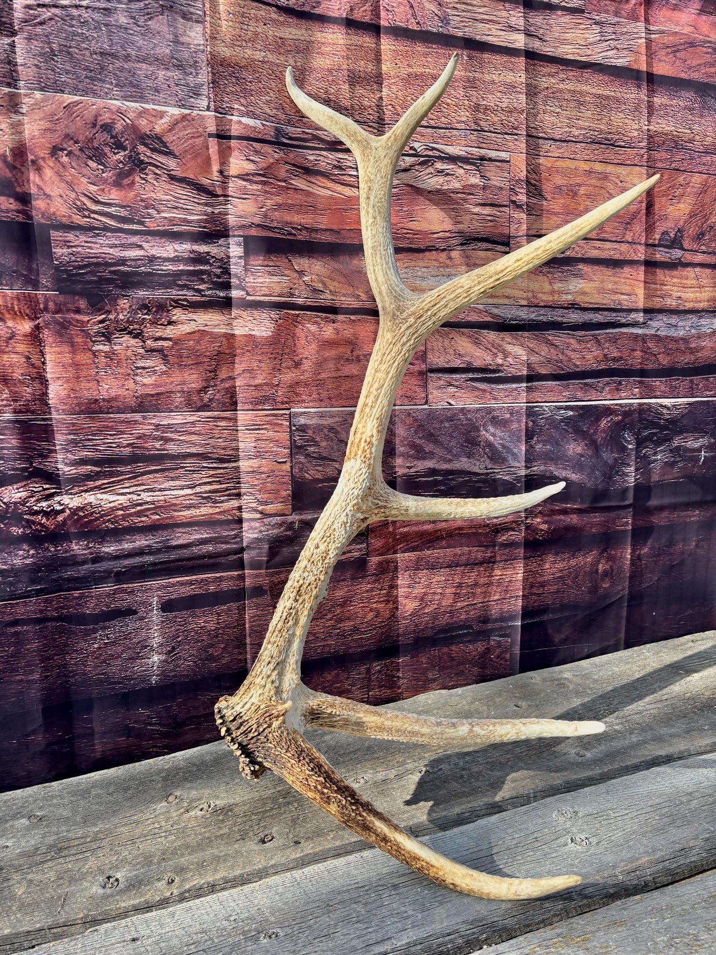 Antler from a Wild Canadian Bull Elk! Home and Cabin Decor, Crafting and Table Centerpiece.