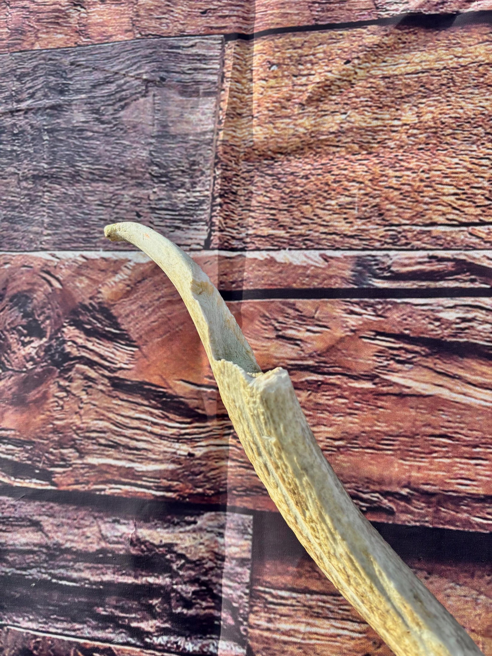 Rustic, Heavily Damaged Elk Antler. Home and Cabin Decor, Crafting and Table Centerpiece.