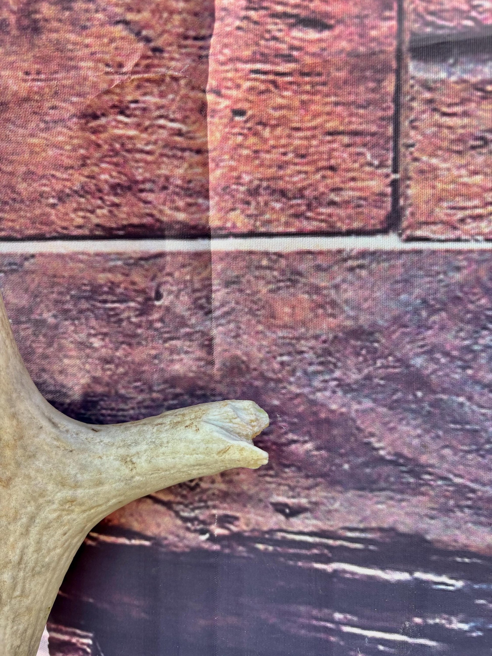 Rustic, Heavily Damaged Elk Antler. Home and Cabin Decor, Crafting and Table Centerpiece.