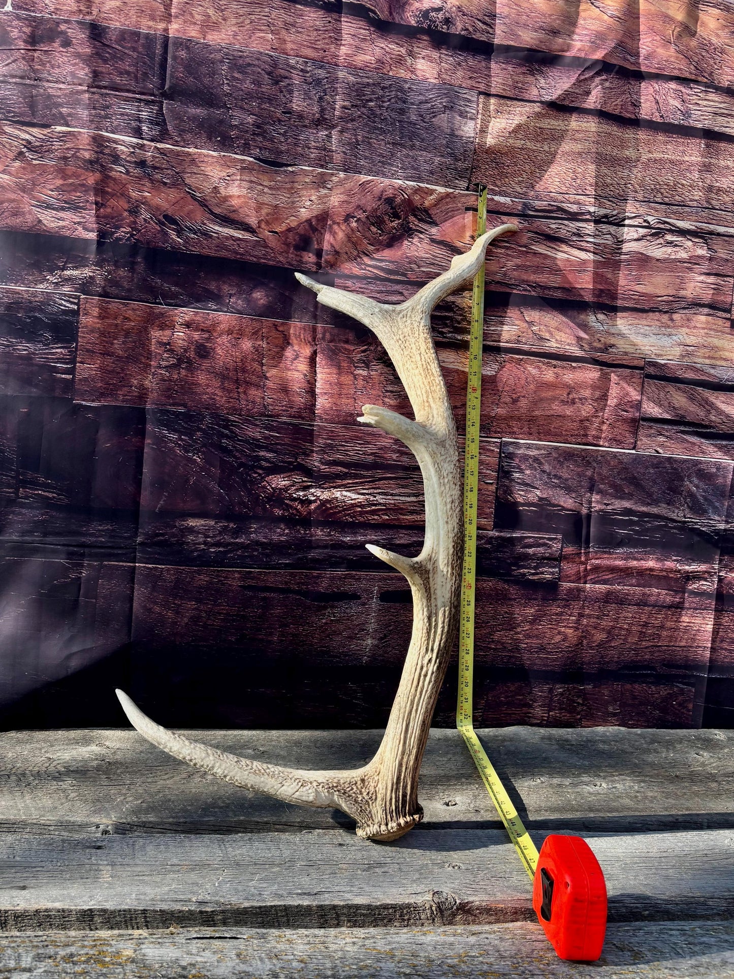 Rustic, Heavily Damaged Elk Antler. Home and Cabin Decor, Crafting and Table Centerpiece.