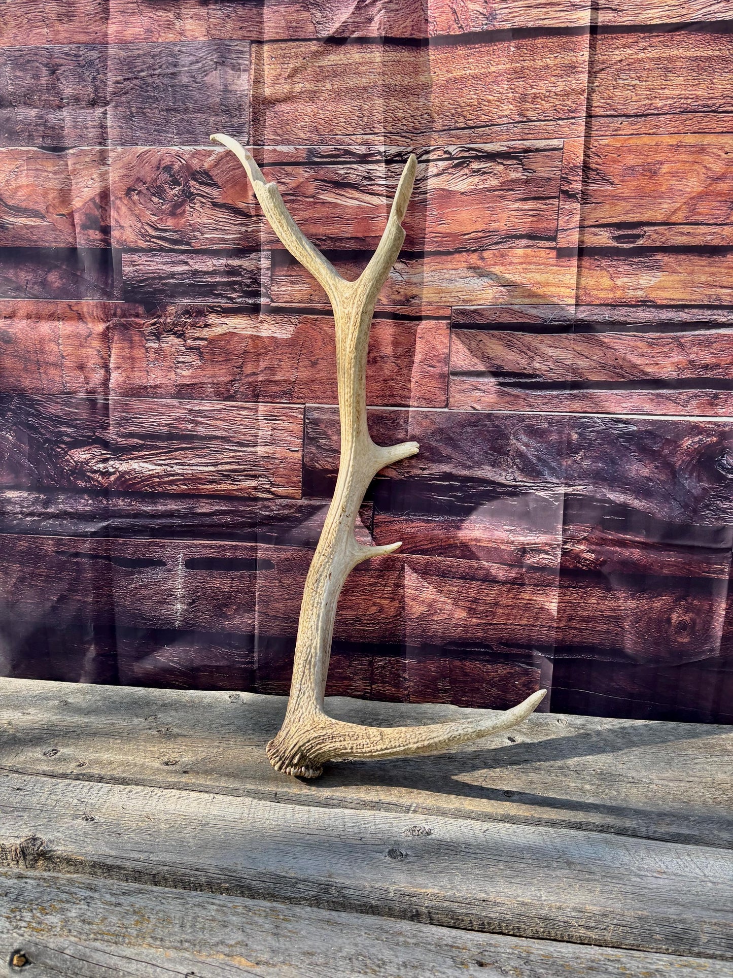 Rustic, Heavily Damaged Elk Antler. Home and Cabin Decor, Crafting and Table Centerpiece.