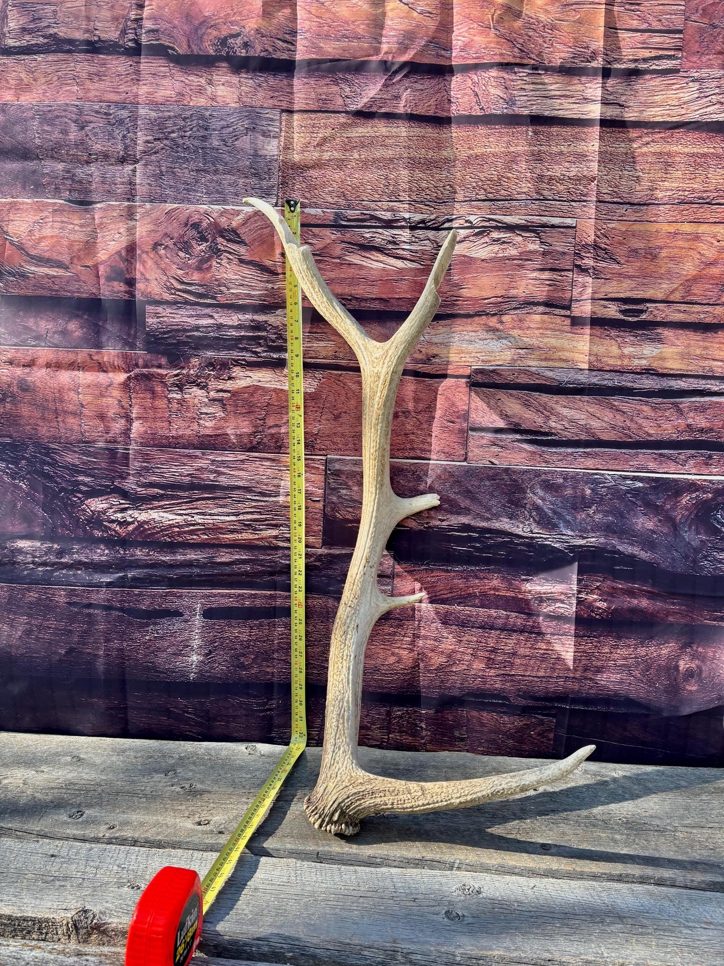 Rustic, Heavily Damaged Elk Antler. Home and Cabin Decor, Crafting and Table Centerpiece.