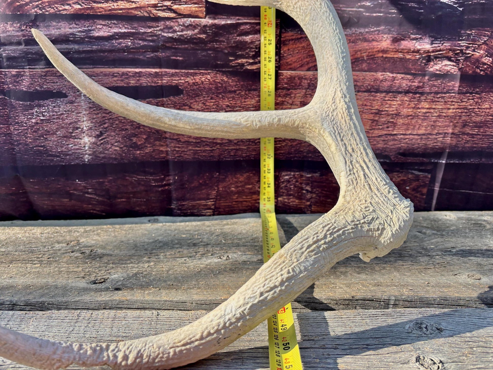 Wild Canadian Bull Elk Antler. Crafting & Home Decor, Table Centerpiece, and More.