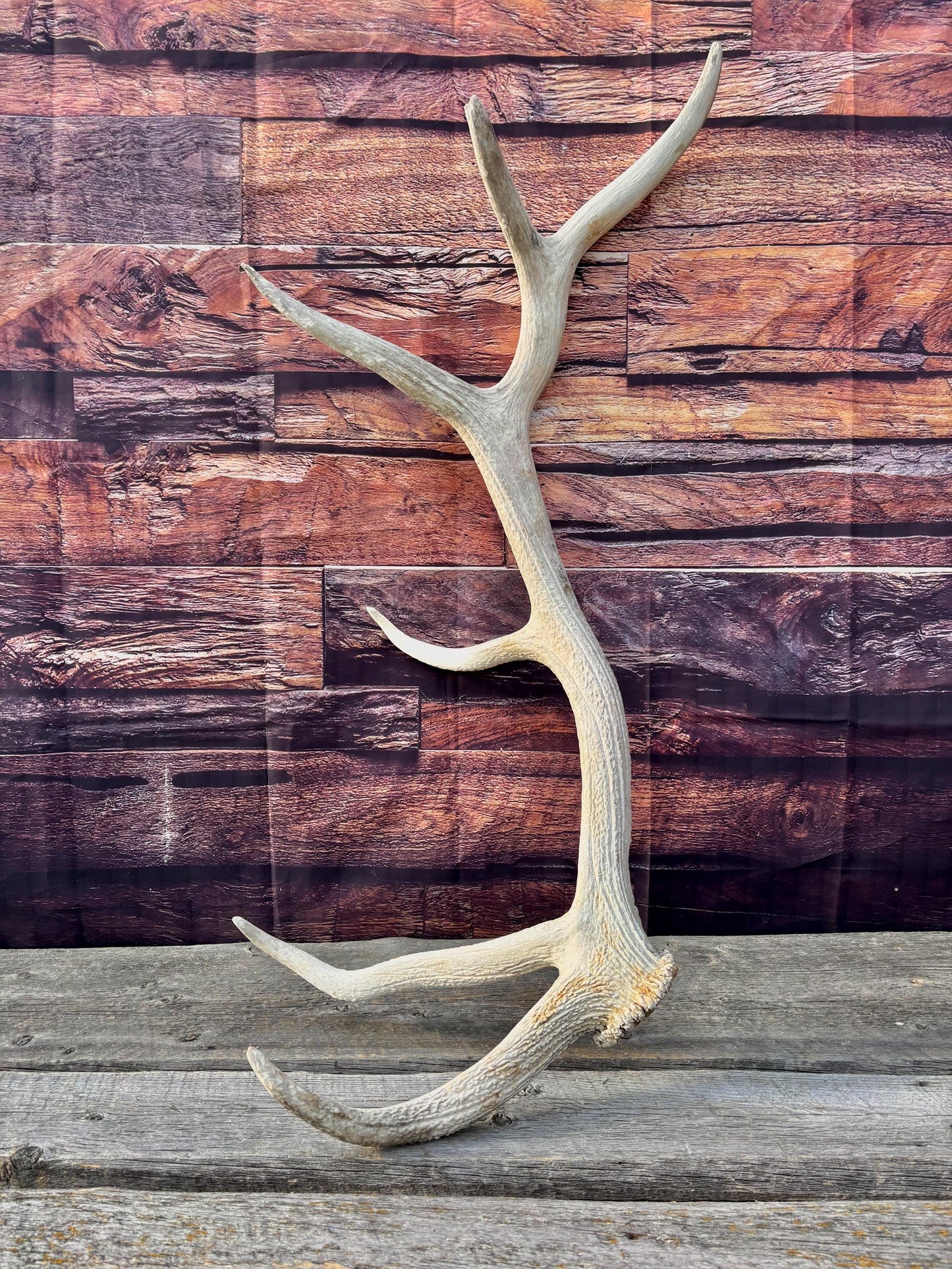 Wild Canadian Bull Elk Antler. Crafting & Home Decor, Table Centerpiece, and More.