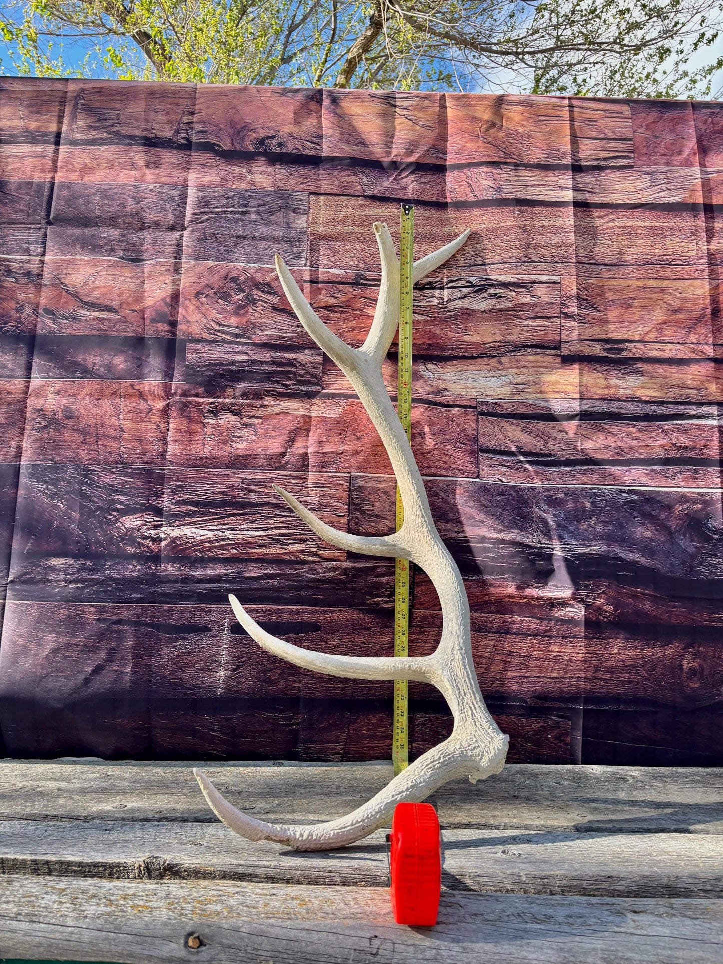 Wild Canadian Bull Elk Antler. Crafting & Home Decor, Table Centerpiece, and More.