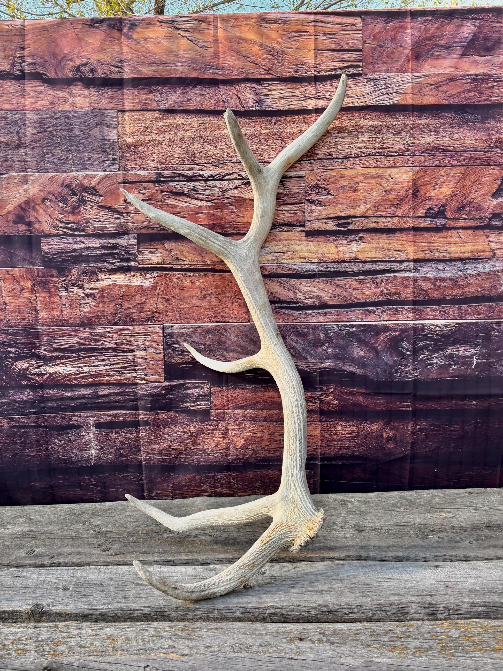 Wild Canadian Bull Elk Antler. Crafting & Home Decor, Table Centerpiece, and More.