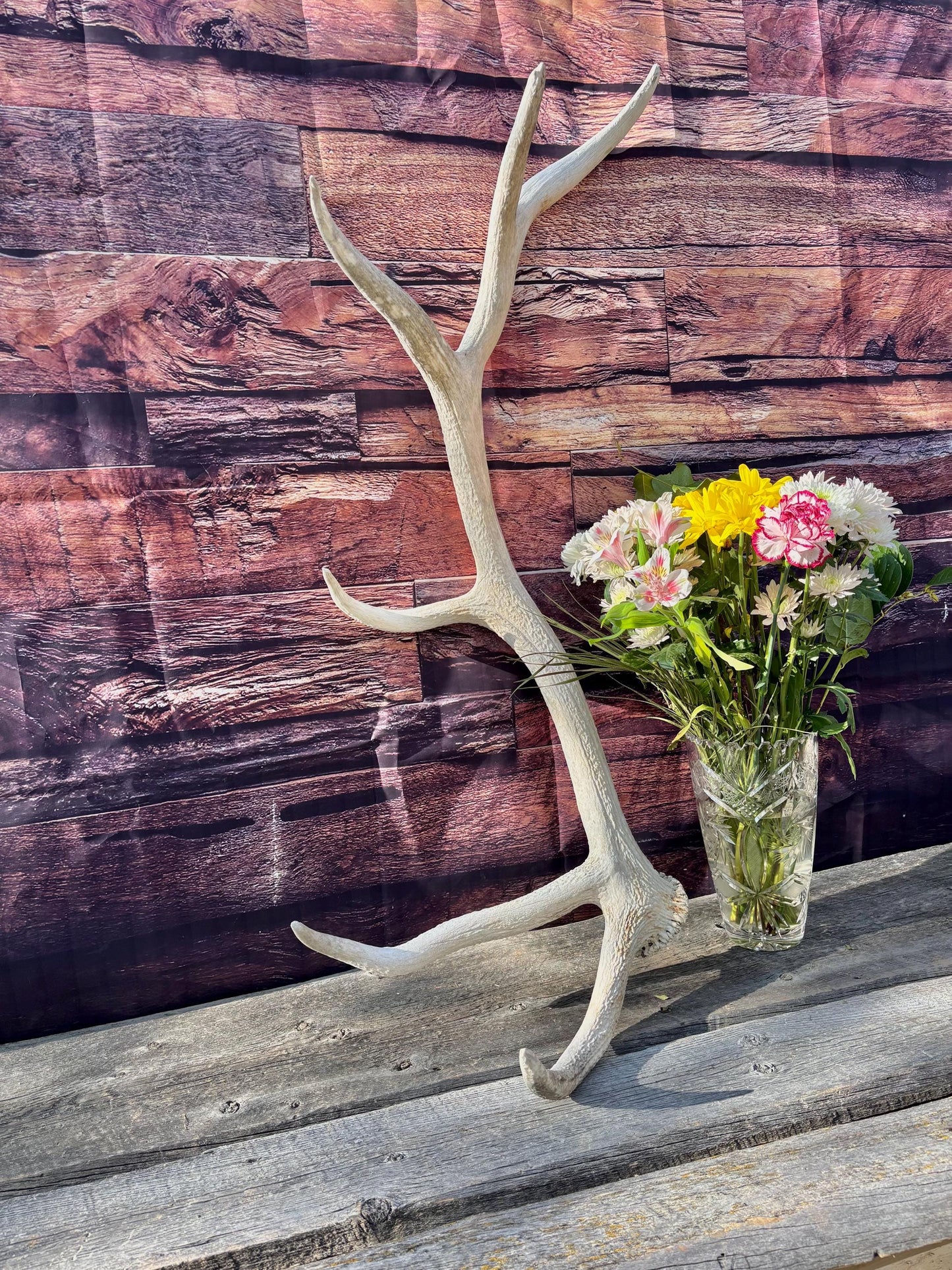 Wild Canadian Bull Elk Antler. Crafting & Home Decor, Table Centerpiece, and More.