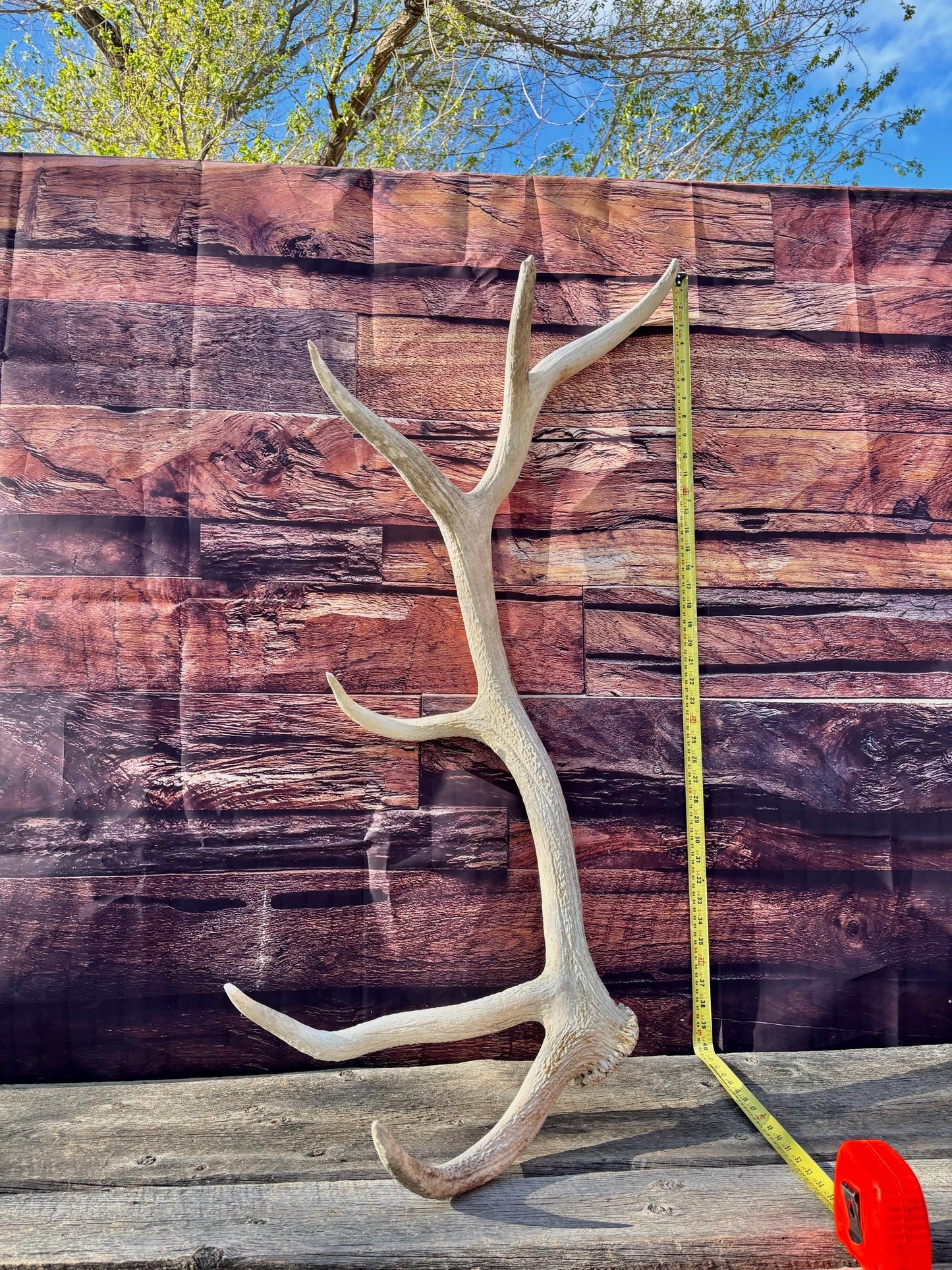 Wild Canadian Bull Elk Antler. Crafting & Home Decor, Table Centerpiece, and More.