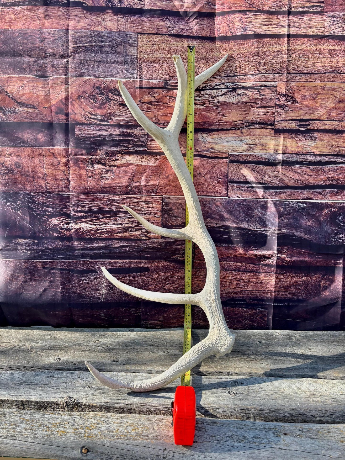 Wild Canadian Bull Elk Antler. Crafting & Home Decor, Table Centerpiece, and More.