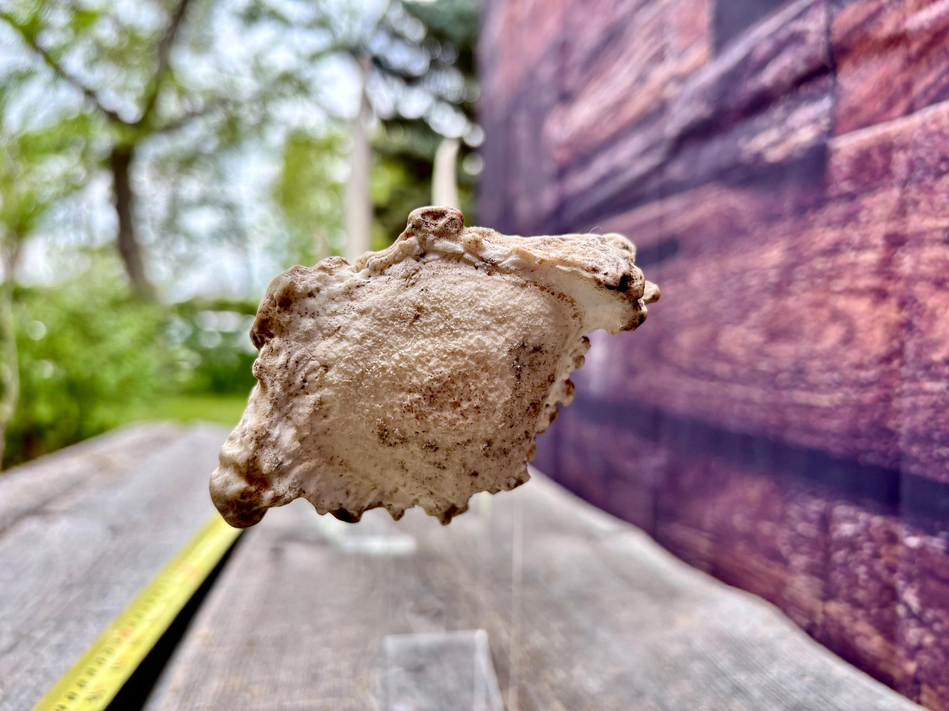 Trident Shaped Elk Antler. Unusual medium sized Elk antler for decor, crafting, art and more.