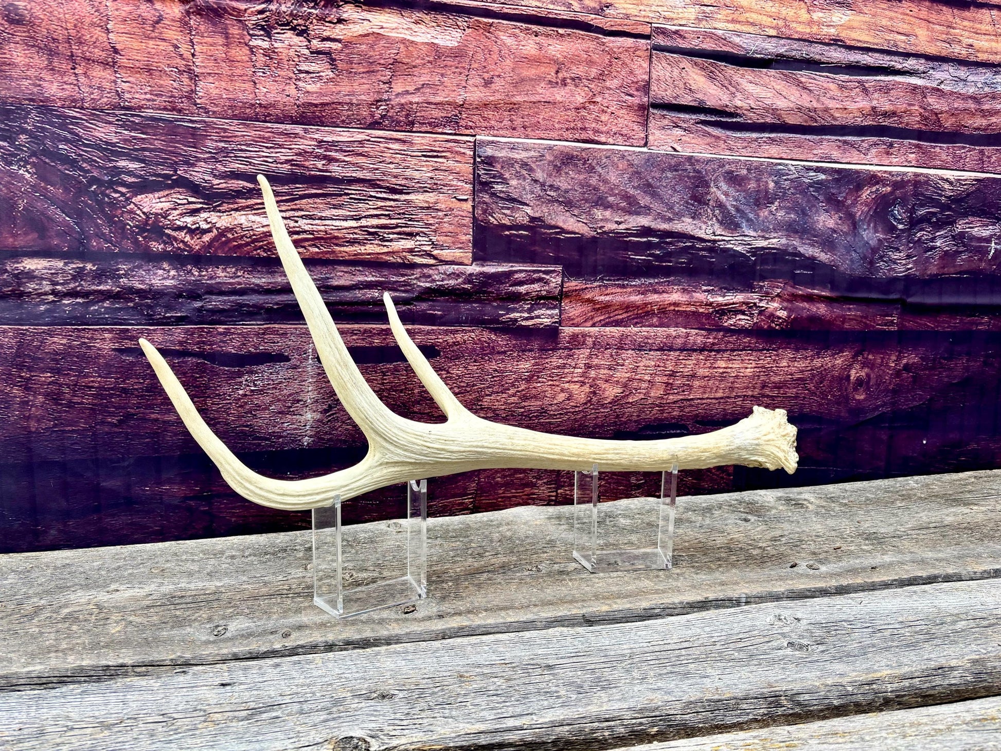 Trident Shaped Elk Antler. Unusual medium sized Elk antler for decor, crafting, art and more.