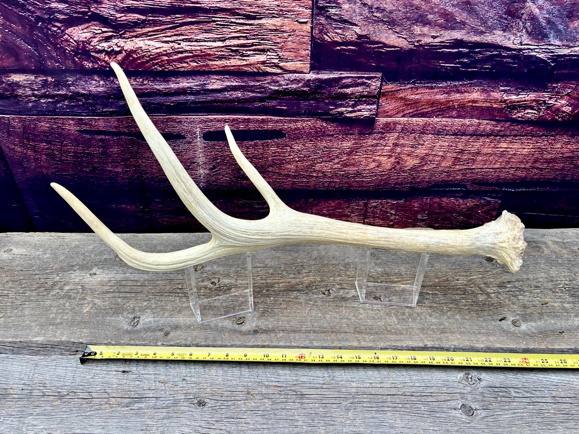 Trident Shaped Elk Antler. Unusual medium sized Elk antler for decor, crafting, art and more.