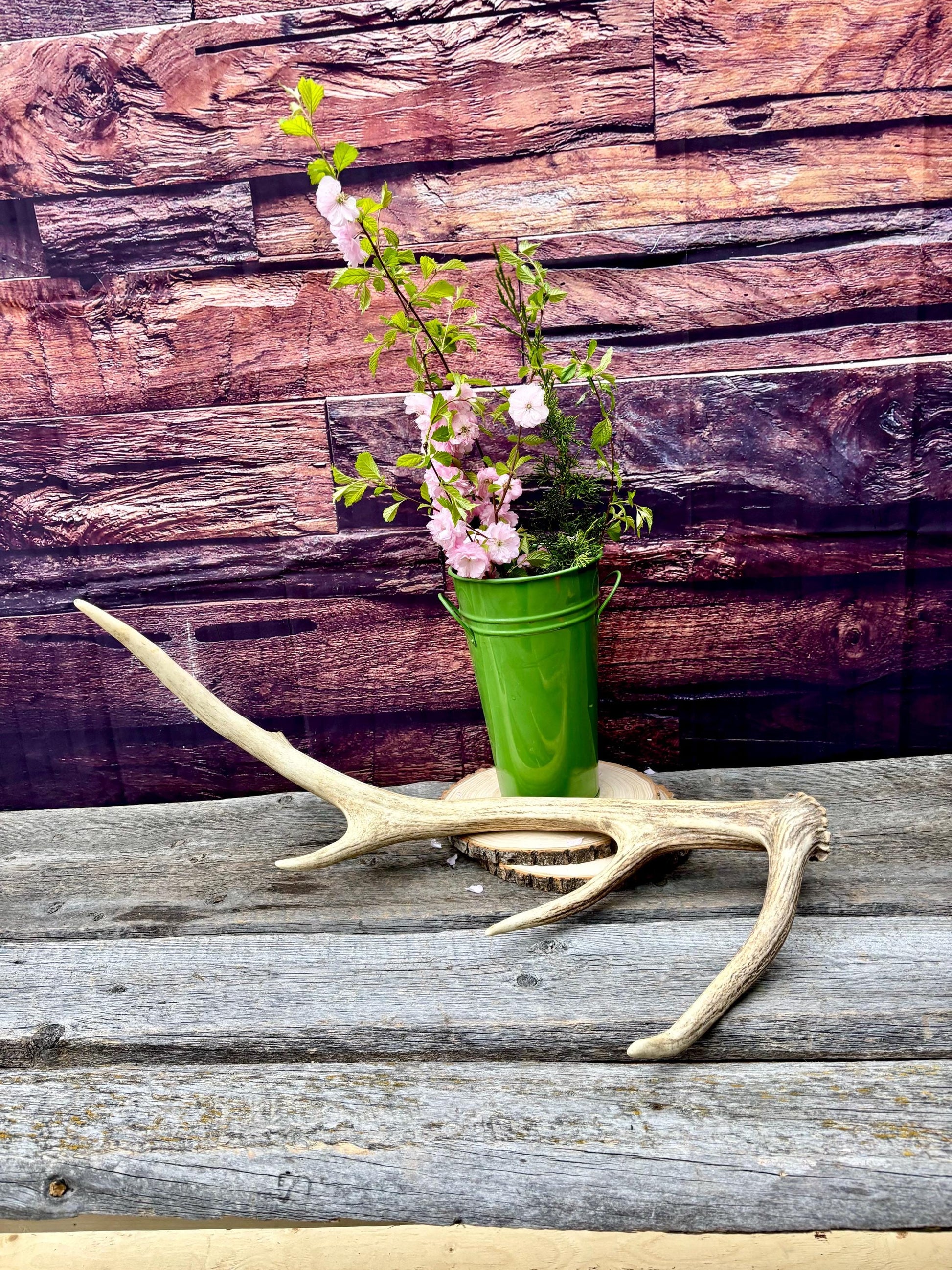 Antler from a Wild Canadian Bull Elk! Home and Cabin Decor, Crafting and Table Centerpiece.