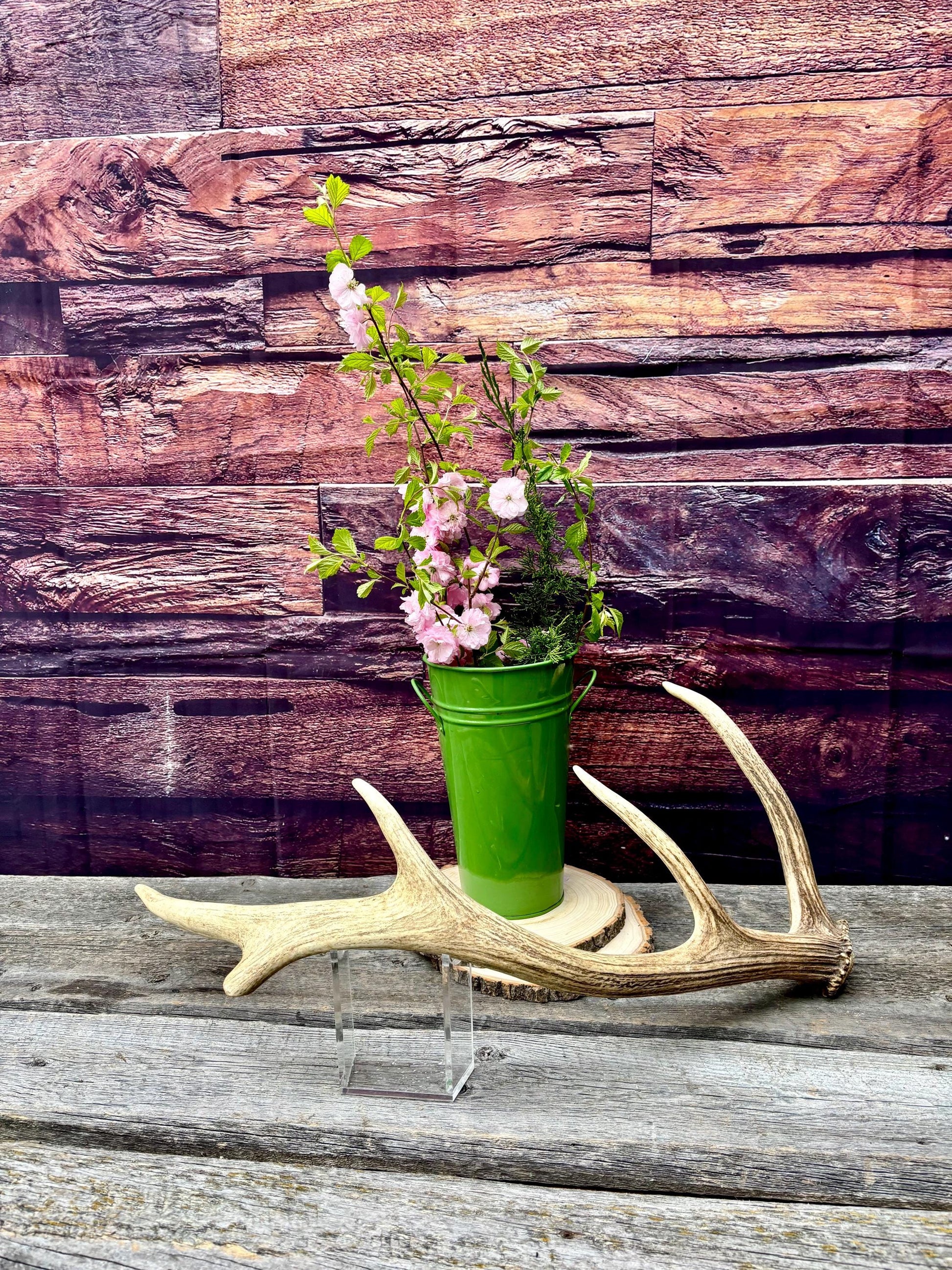 Antler from a Wild Canadian Bull Elk! Home and Cabin Decor, Crafting and Table Centerpiece.
