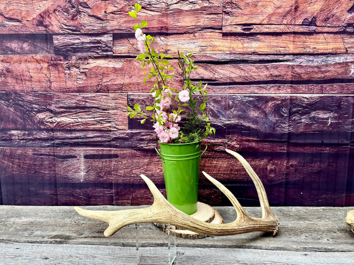 Antler from a Wild Canadian Bull Elk! Home and Cabin Decor, Crafting and Table Centerpiece.
