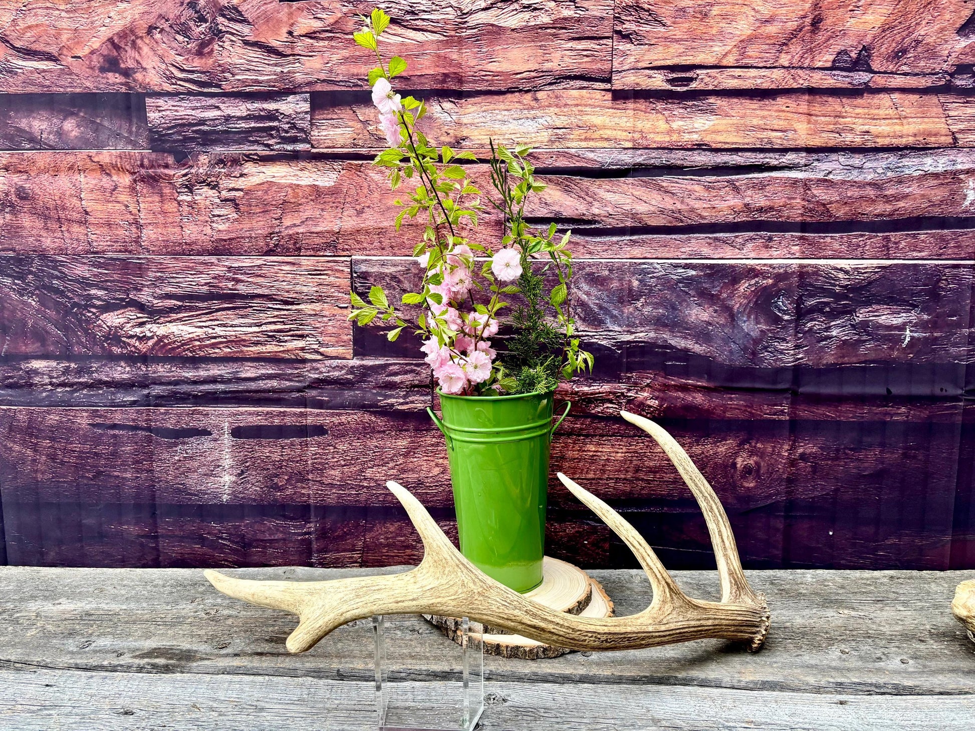 Antler from a Wild Canadian Bull Elk! Home and Cabin Decor, Crafting and Table Centerpiece.