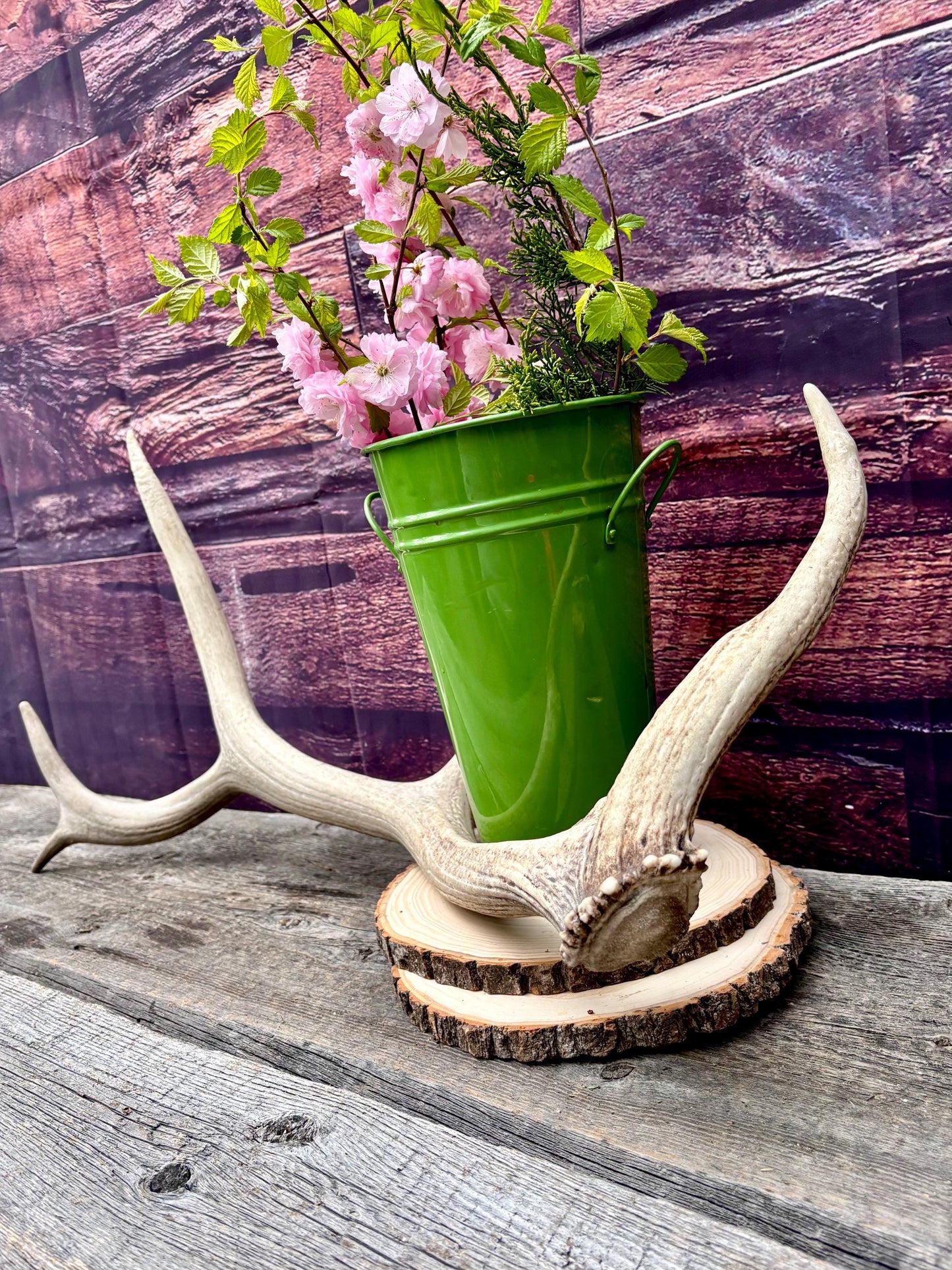 Antler from a Wild Canadian Bull Elk! Home and Cabin Decor, Crafting and Table Centerpiece.