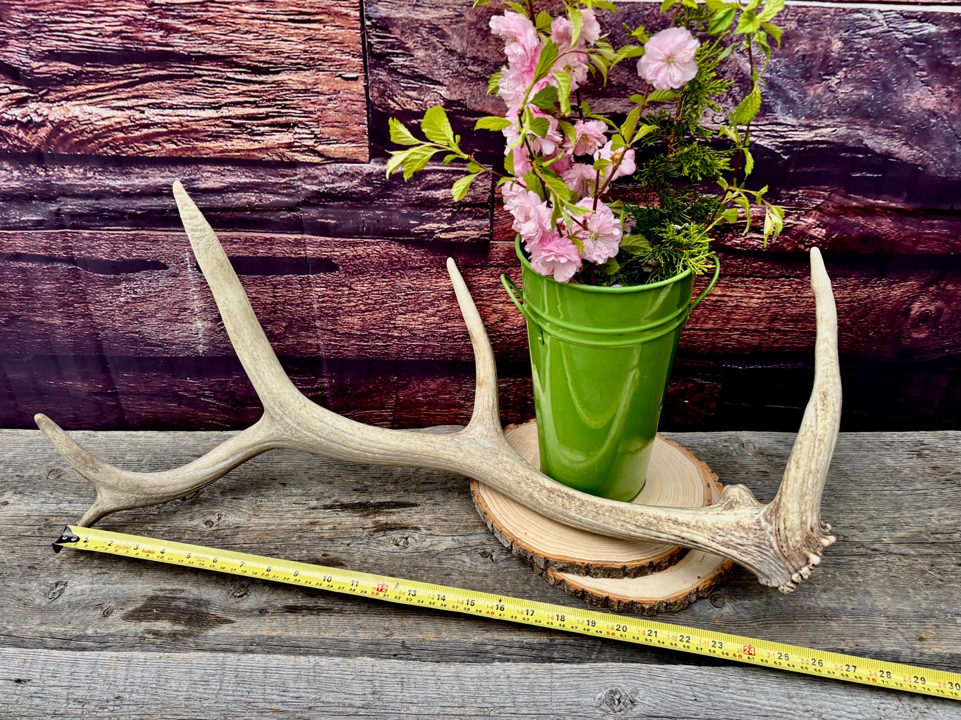 Antler from a Wild Canadian Bull Elk! Home and Cabin Decor, Crafting and Table Centerpiece.