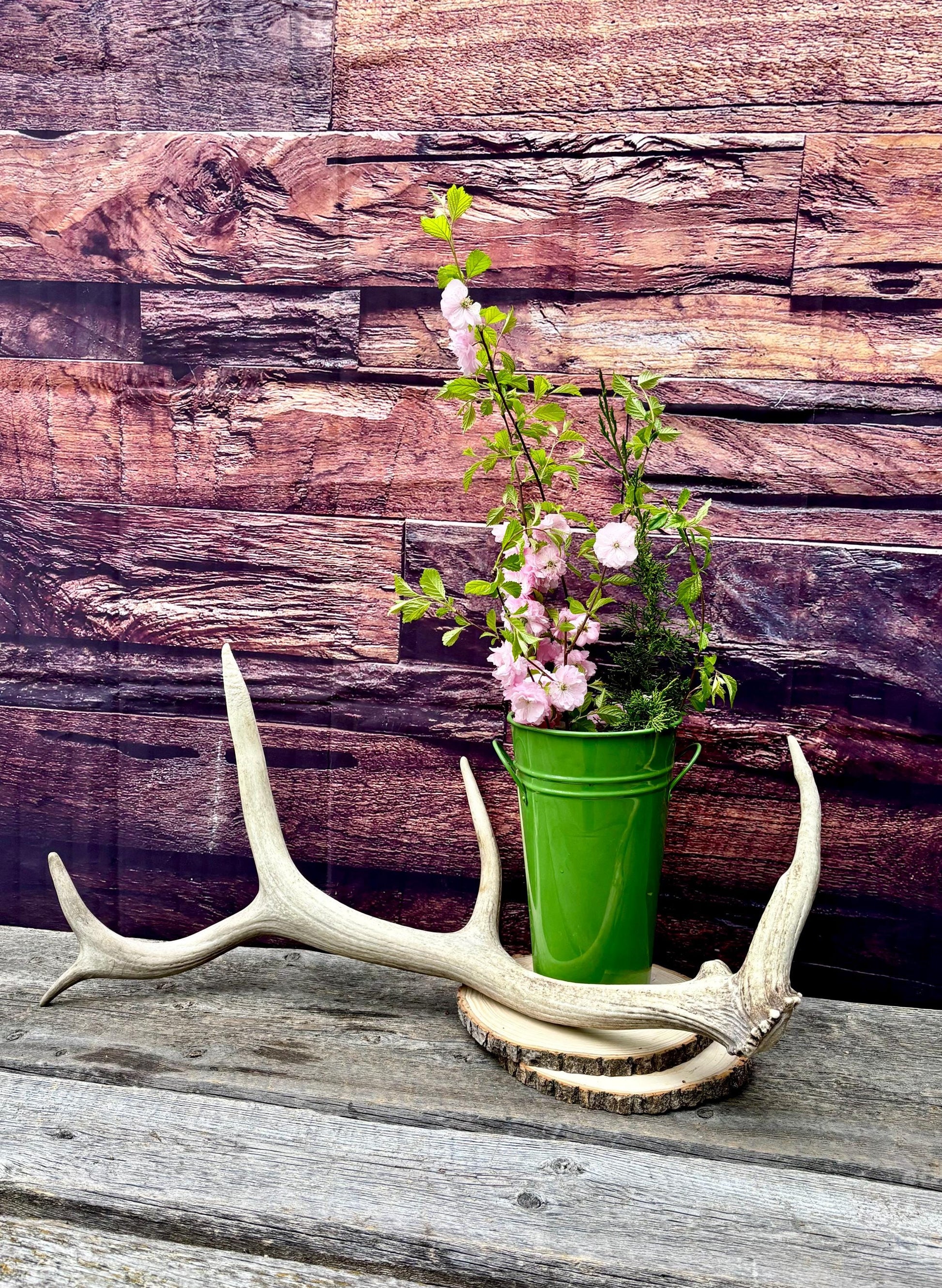 Antler from a Wild Canadian Bull Elk! Home and Cabin Decor, Crafting and Table Centerpiece.