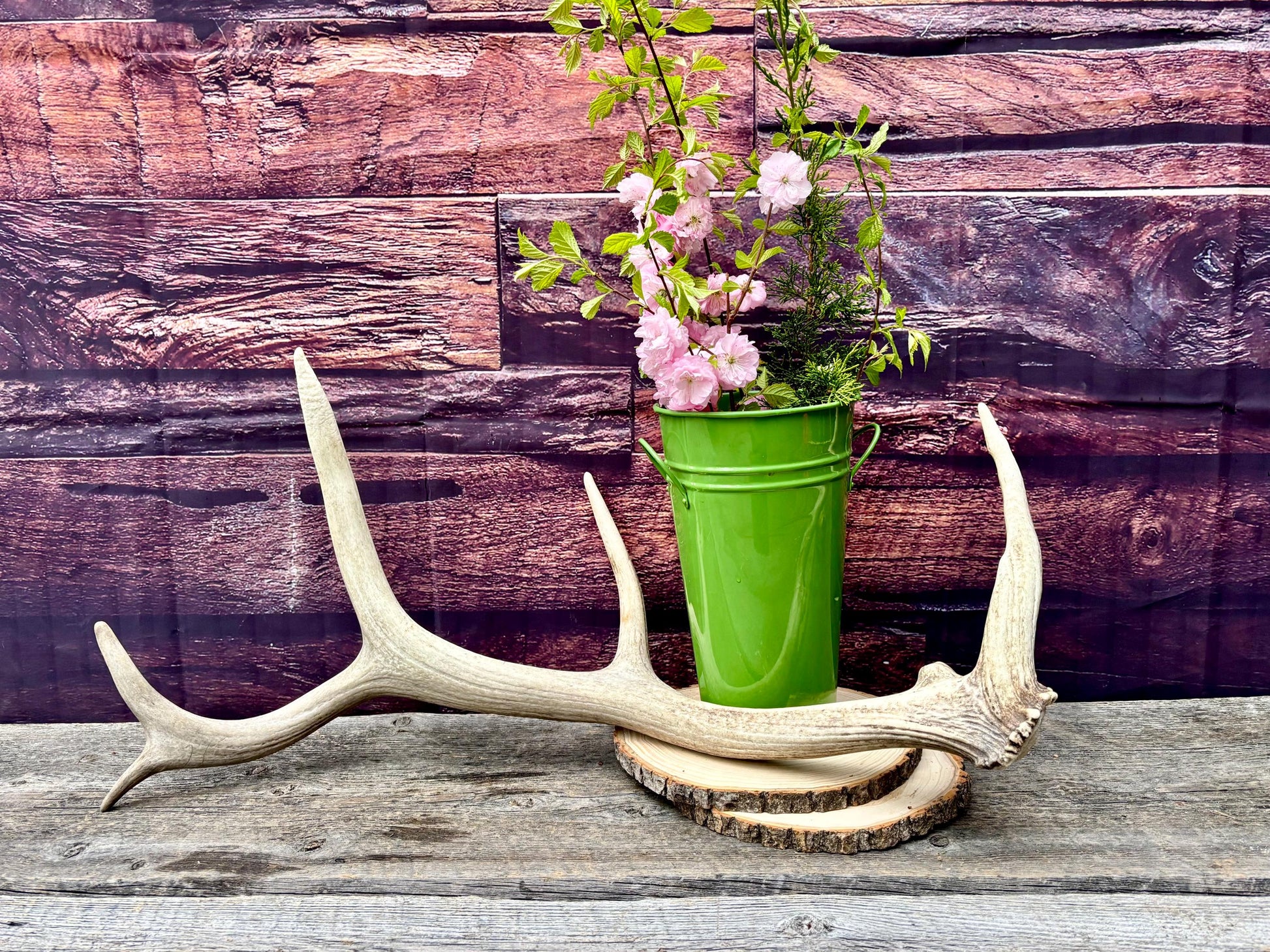 Antler from a Wild Canadian Bull Elk! Home and Cabin Decor, Crafting and Table Centerpiece.