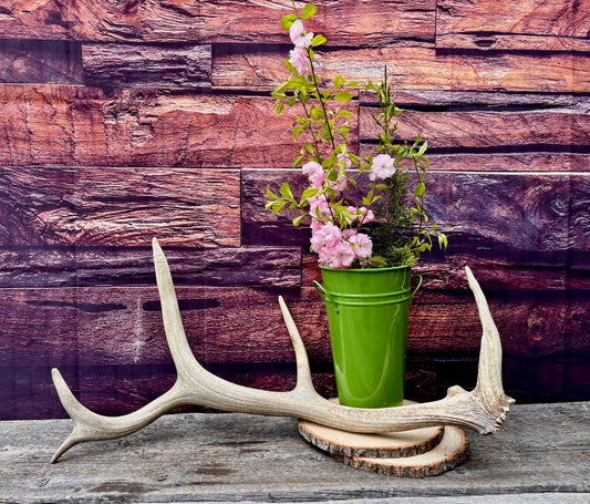 Antler from a Wild Canadian Bull Elk! Home and Cabin Decor, Crafting and Table Centerpiece.