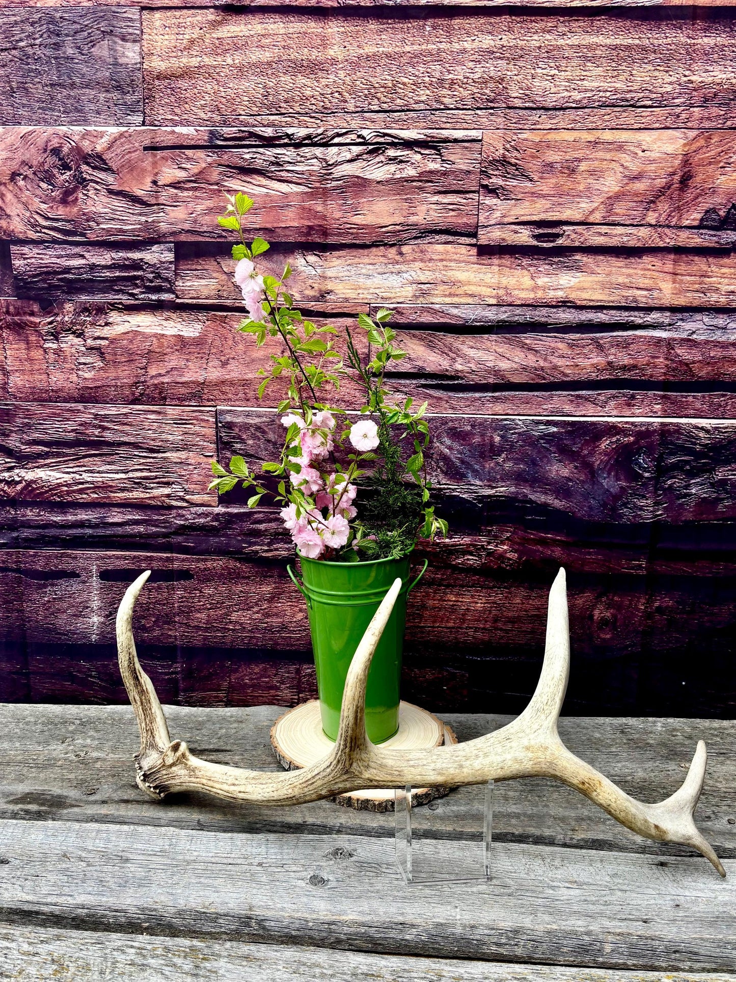 Antler from a Wild Canadian Bull Elk! Home and Cabin Decor, Crafting and Table Centerpiece.