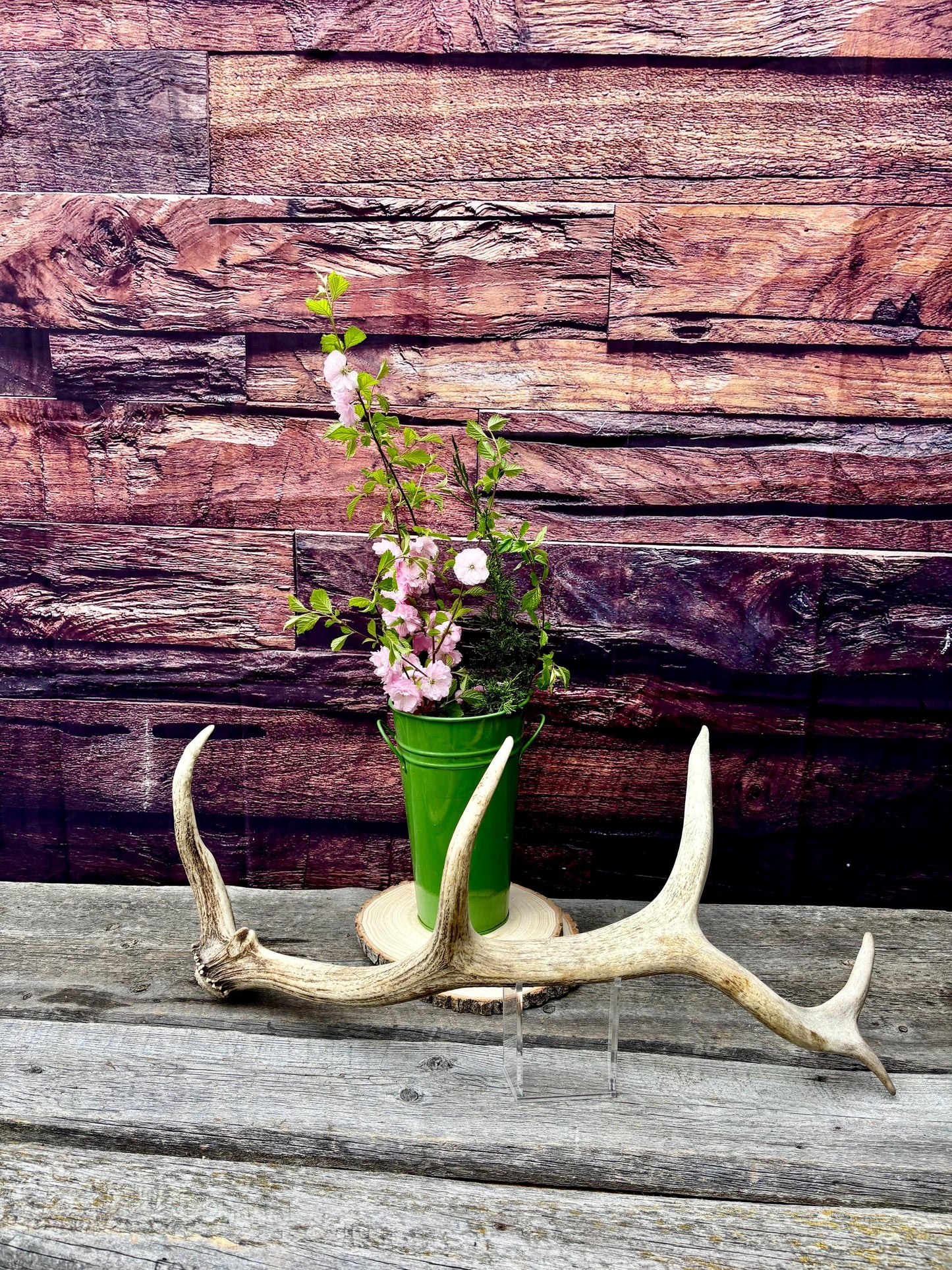 Antler from a Wild Canadian Bull Elk! Home and Cabin Decor, Crafting and Table Centerpiece.