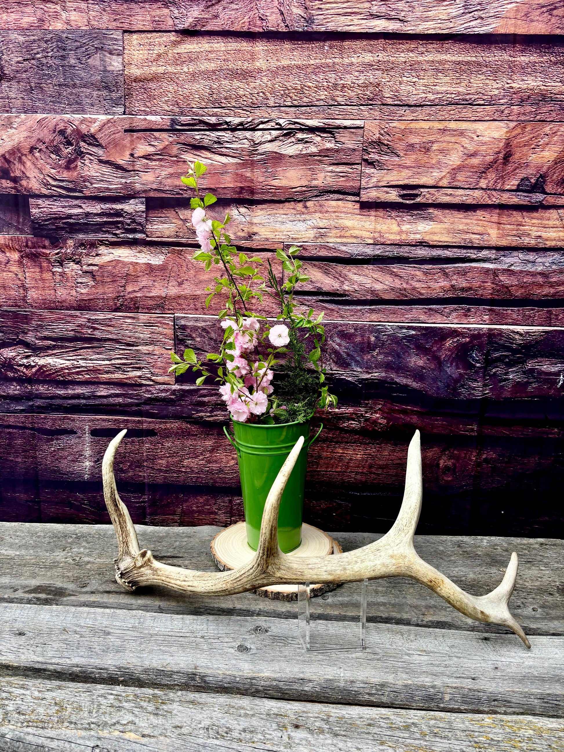 Antler from a Wild Canadian Bull Elk! Home and Cabin Decor, Crafting and Table Centerpiece.