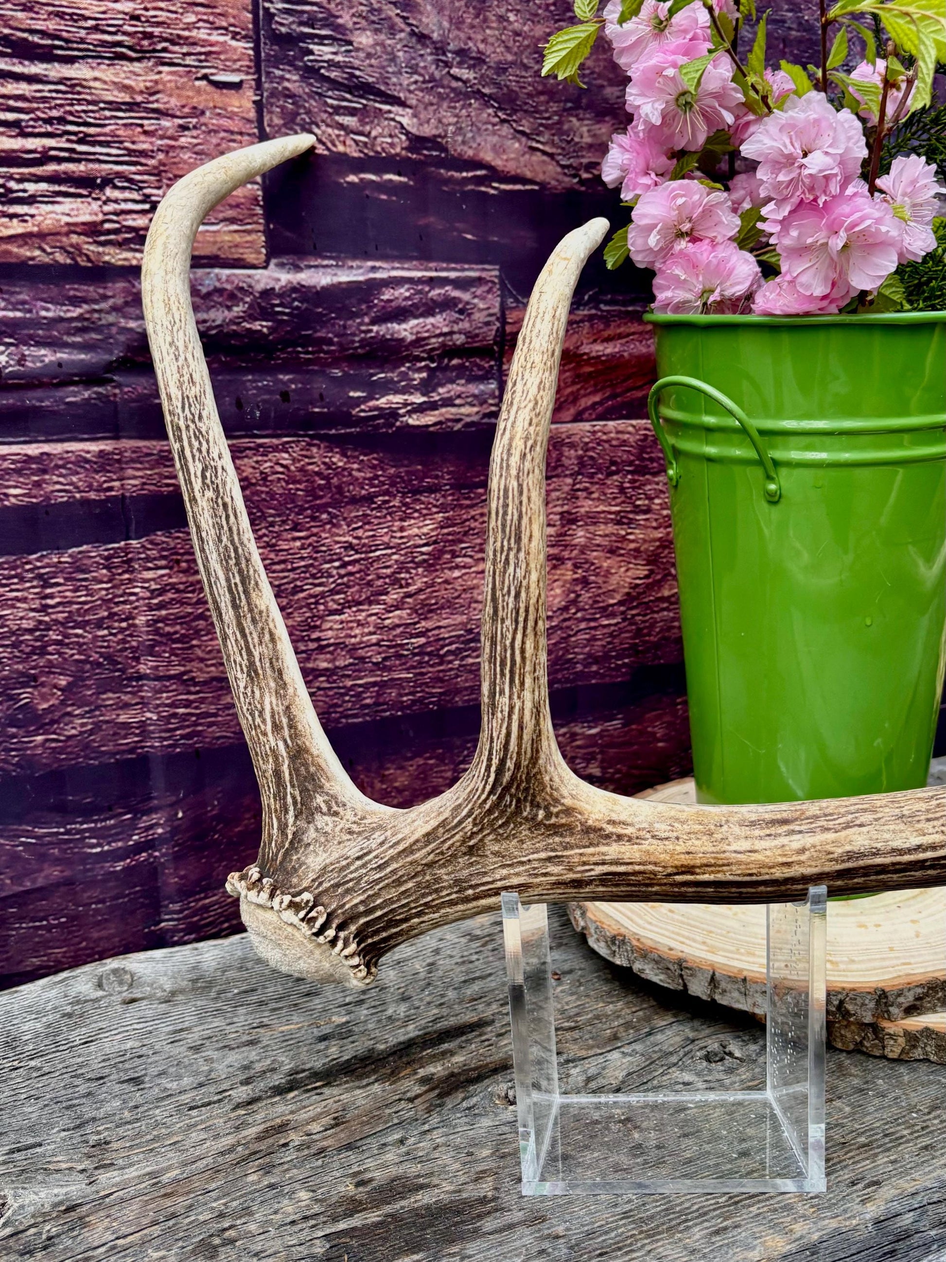 Antler from a Wild Canadian Bull Elk! Home and Cabin Decor, Crafting and Table Centerpiece.