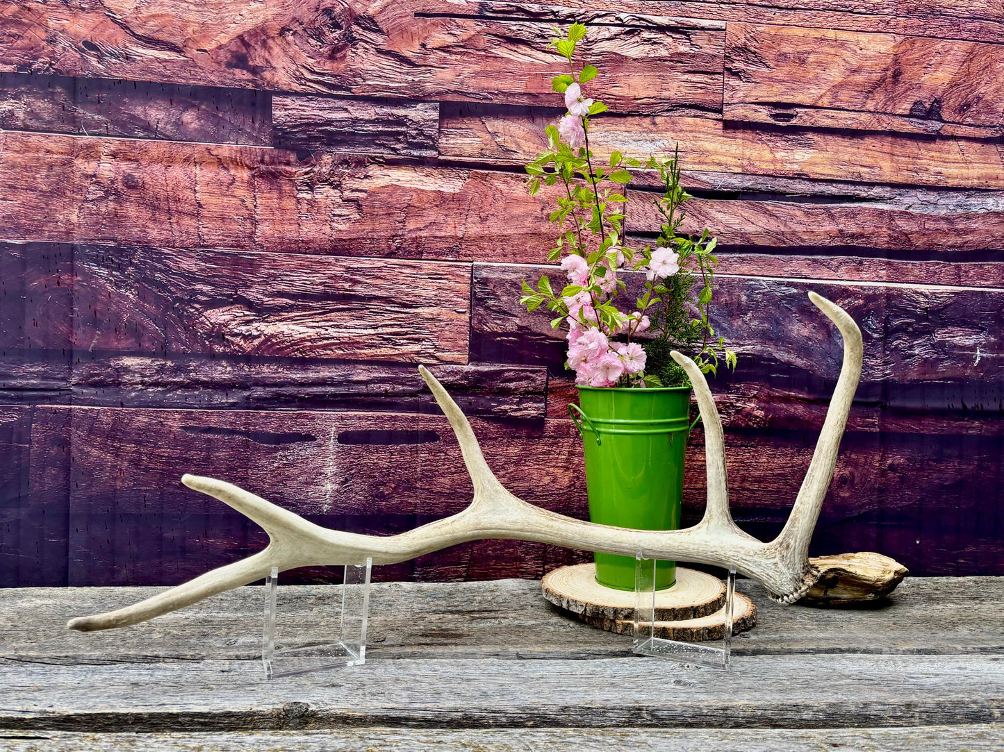Antler from a Wild Canadian Bull Elk! Home and Cabin Decor, Crafting and Table Centerpiece.