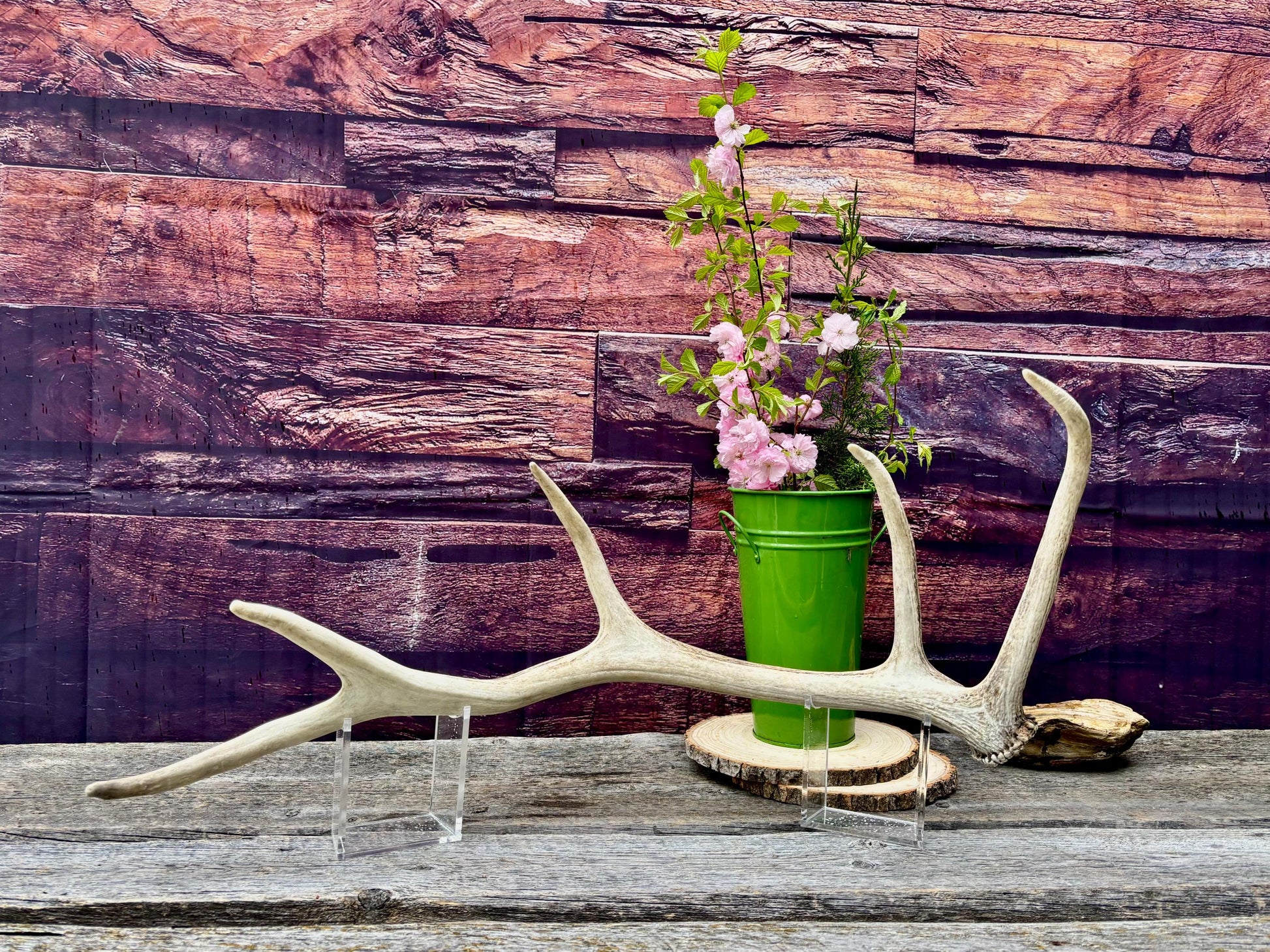 Antler from a Wild Canadian Bull Elk! Home and Cabin Decor, Crafting and Table Centerpiece.