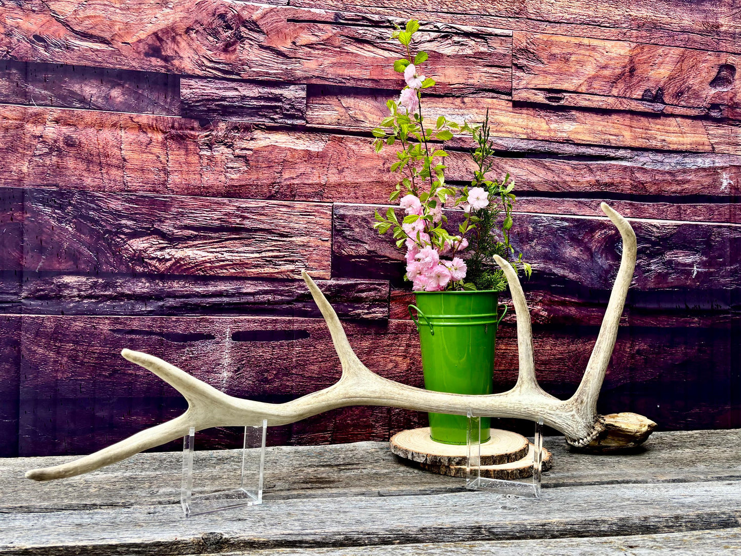Antler from a Wild Canadian Bull Elk! Home and Cabin Decor, Crafting and Table Centerpiece.