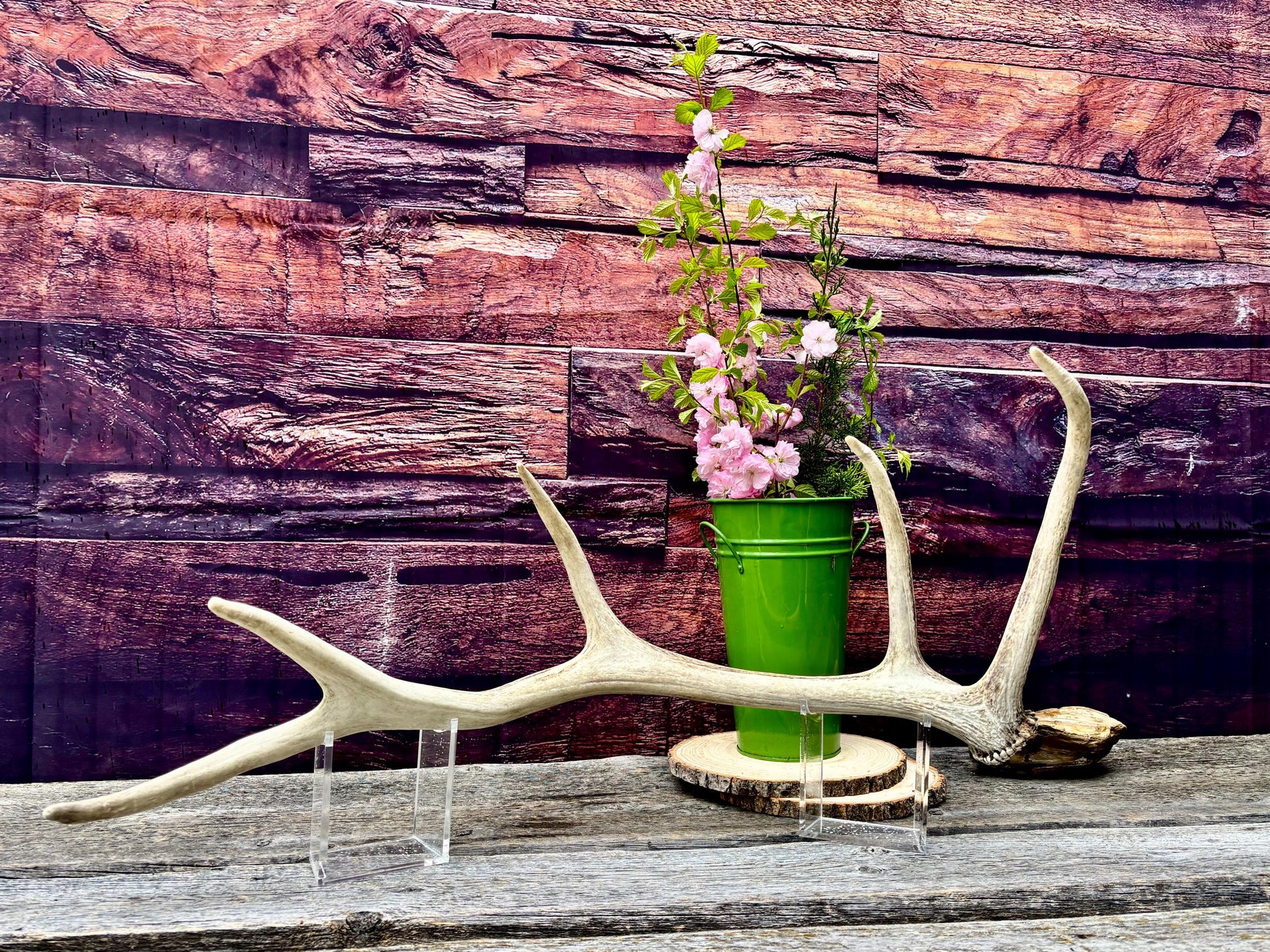 Antler from a Wild Canadian Bull Elk! Home and Cabin Decor, Crafting and Table Centerpiece.