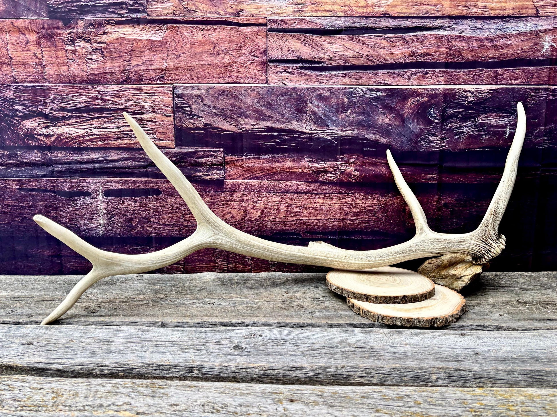 Wild Canadian Bull Elk Antler! Home and Cabin Decor, Crafting and Table Centerpiece.