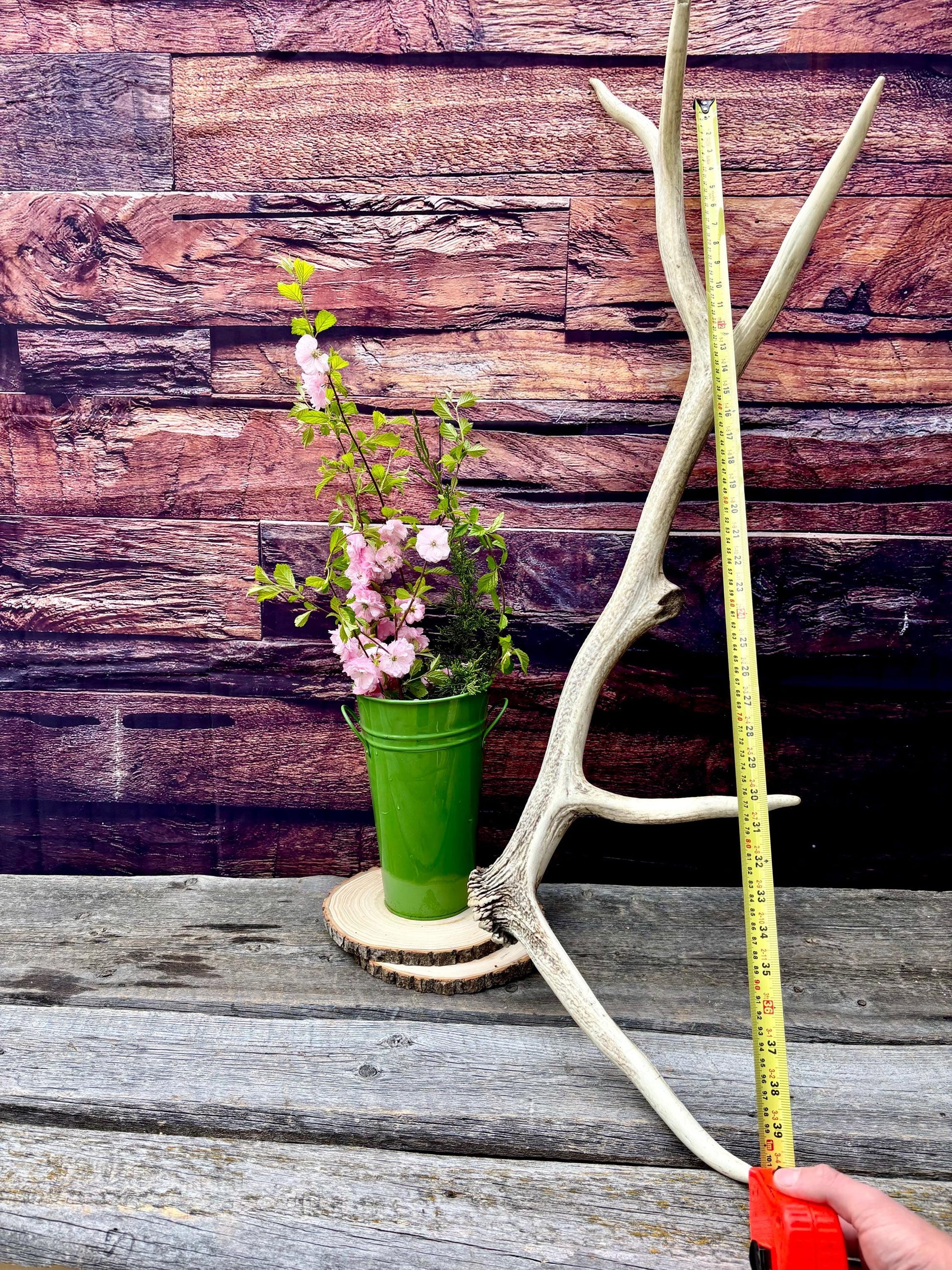 Wild Canadian Bull Elk Antler! Home and Cabin Decor, Crafting and Table Centerpiece.