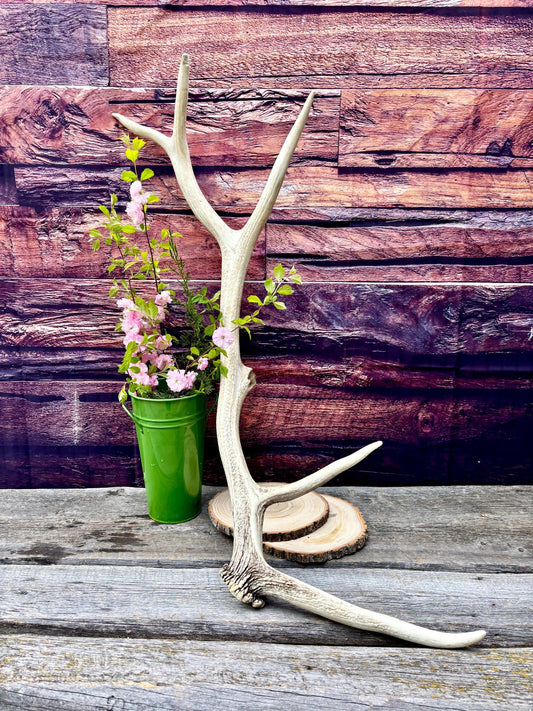 Wild Canadian Bull Elk Antler! Home and Cabin Decor, Crafting and Table Centerpiece.