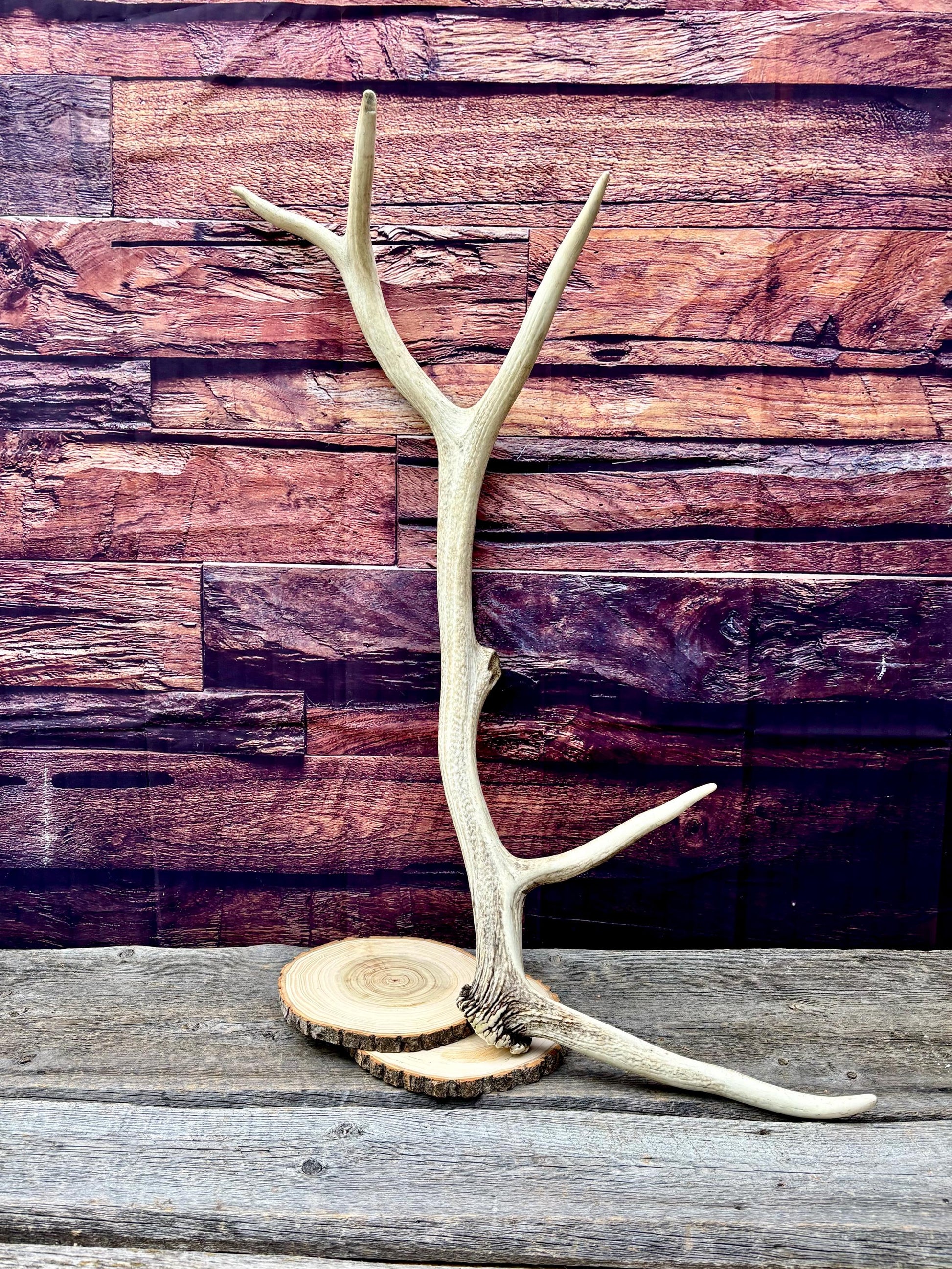Wild Canadian Bull Elk Antler! Home and Cabin Decor, Crafting and Table Centerpiece.