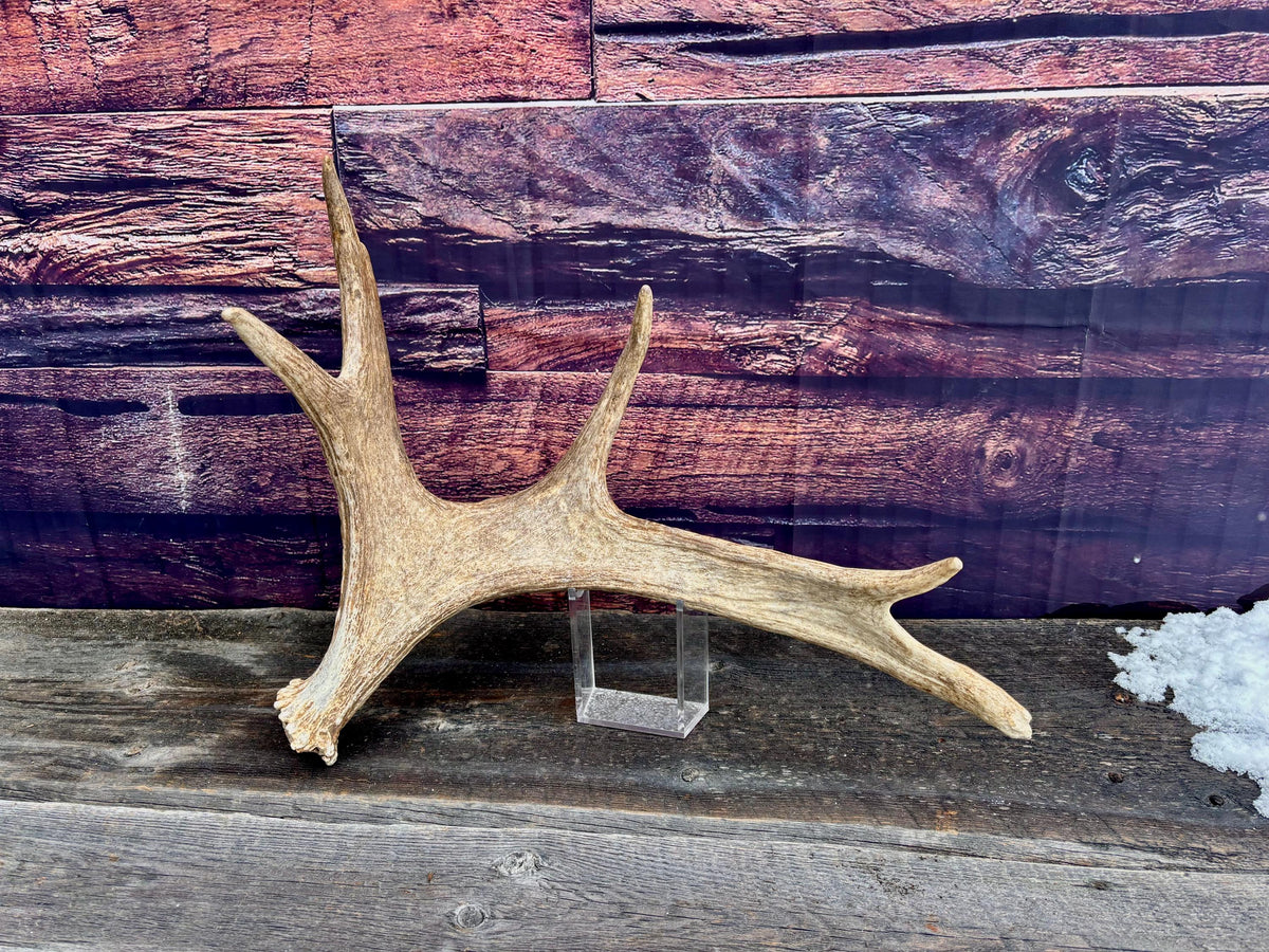 Med-sized Bull Moose Antler. Ideal Crafting, Carving or Decor Antler