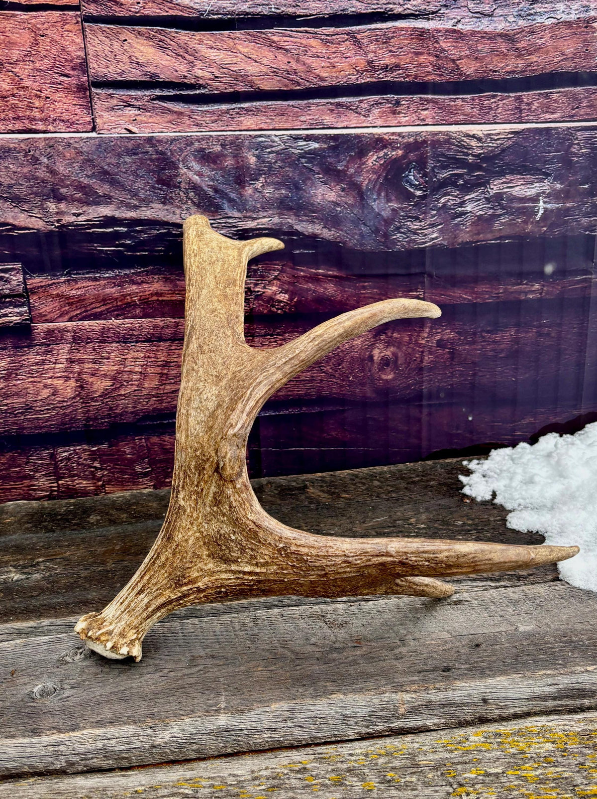 Med-sized Bull Moose Antler. Ideal Crafting, Carving or Decor Antler