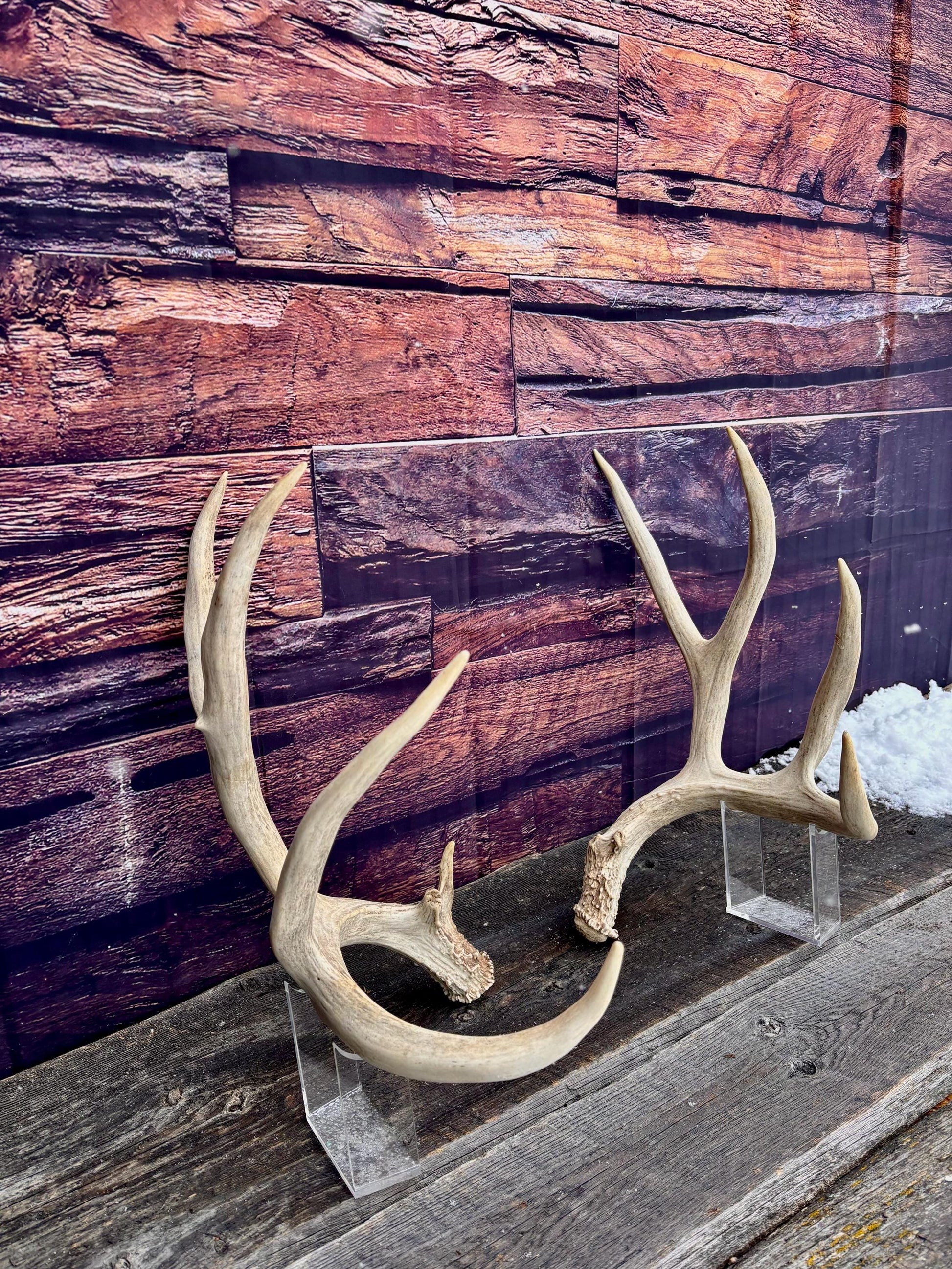 Mule Deer Antlers. Trophy Class Matching Mule deer Set. Decor, design, crafting and more!