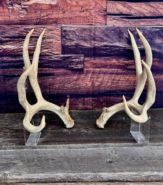 Mule Deer Antlers. Trophy Class Matching Mule deer Set. Decor, design, crafting and more!