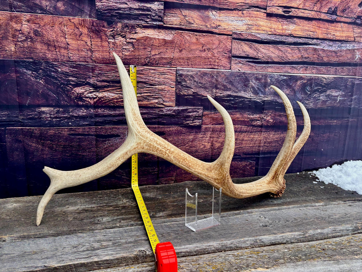 Antler from a Wild Canadian Bull Elk! Home and Cabin Decor, Crafting and Table Centerpiece.