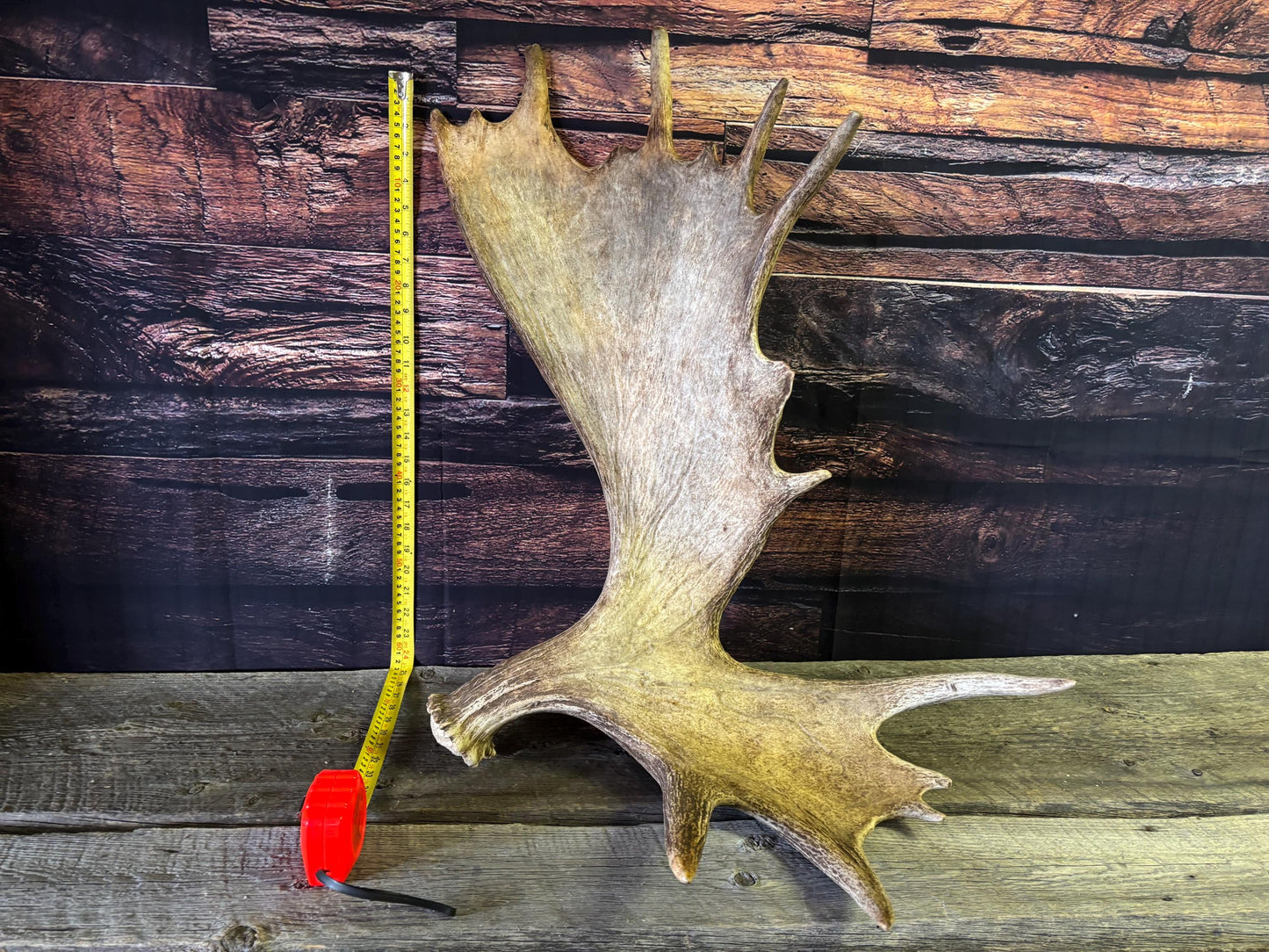 Bull Moose Antler. Giant, Premium Moose Antler for Crafting, Decor and More!